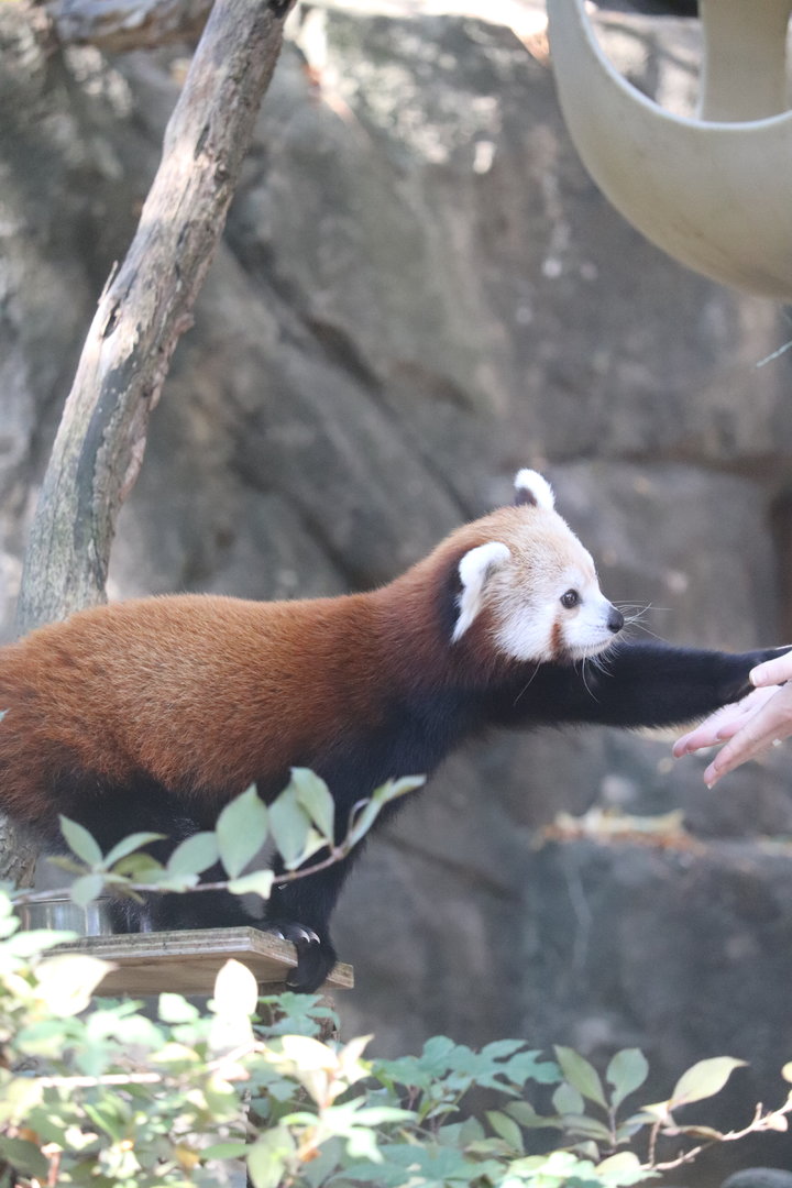 Asia Trail - Red Panda Politely Asking for Treats