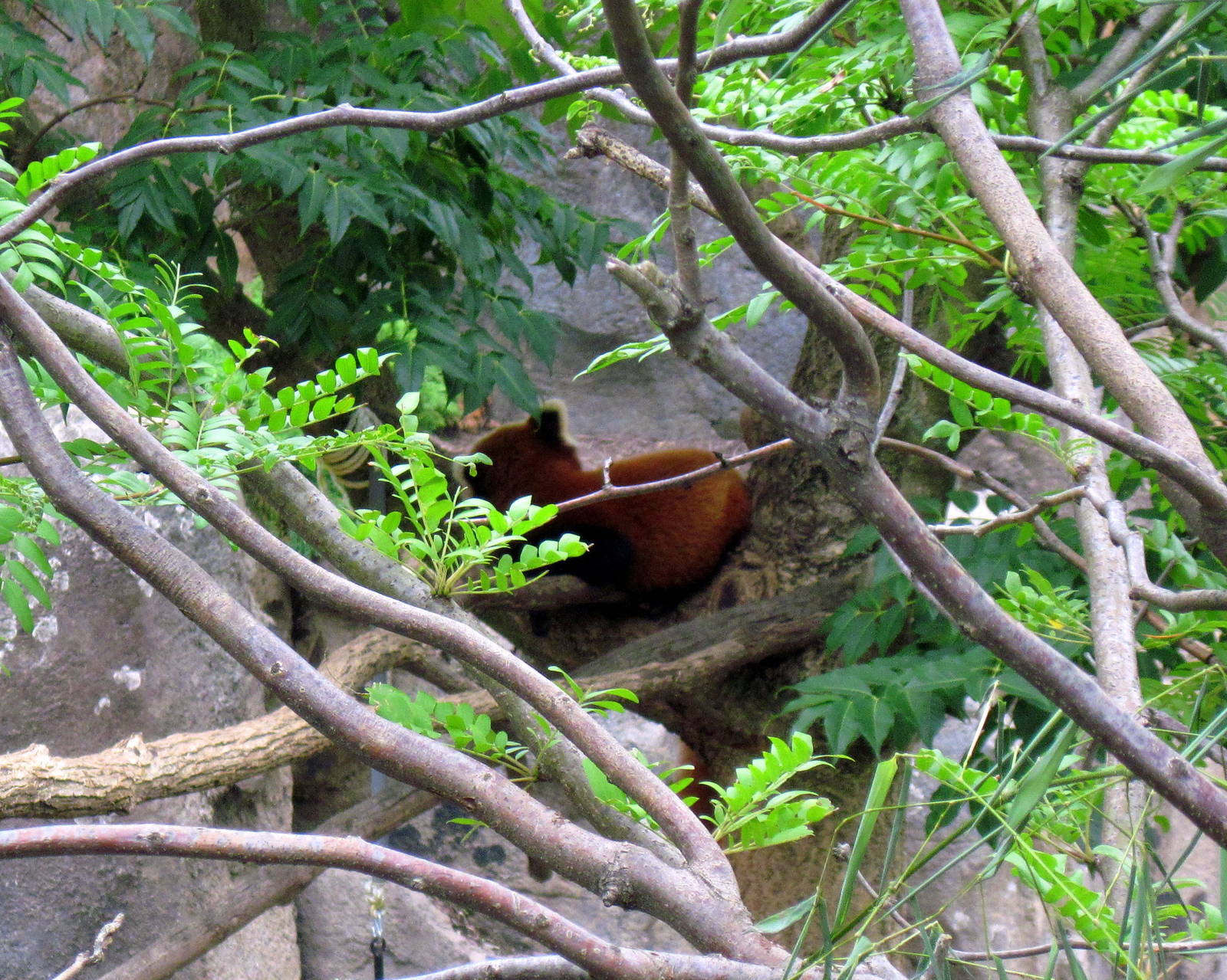 Asia Trail-Red Panda