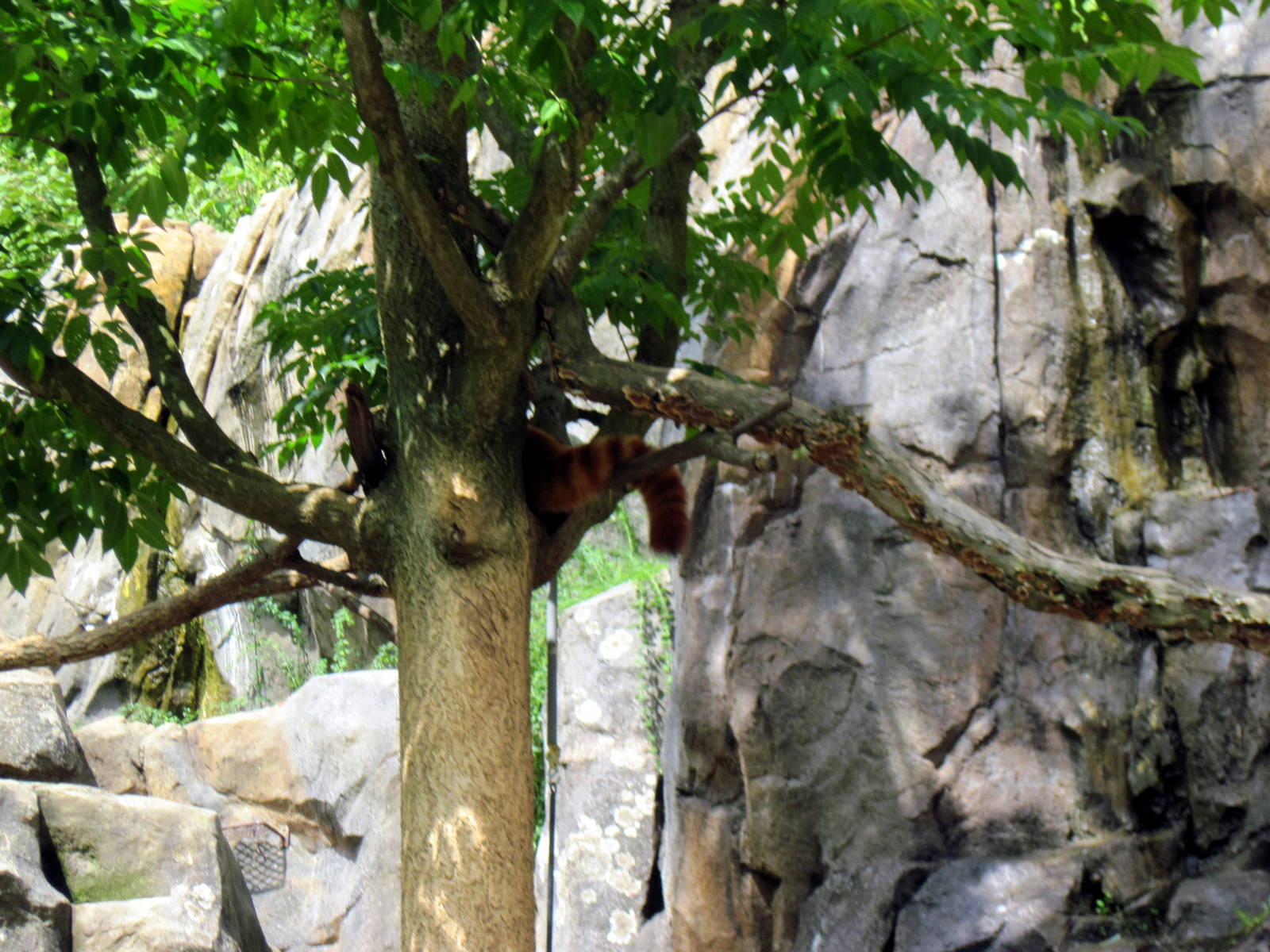 Asia Trail-Red Panda
