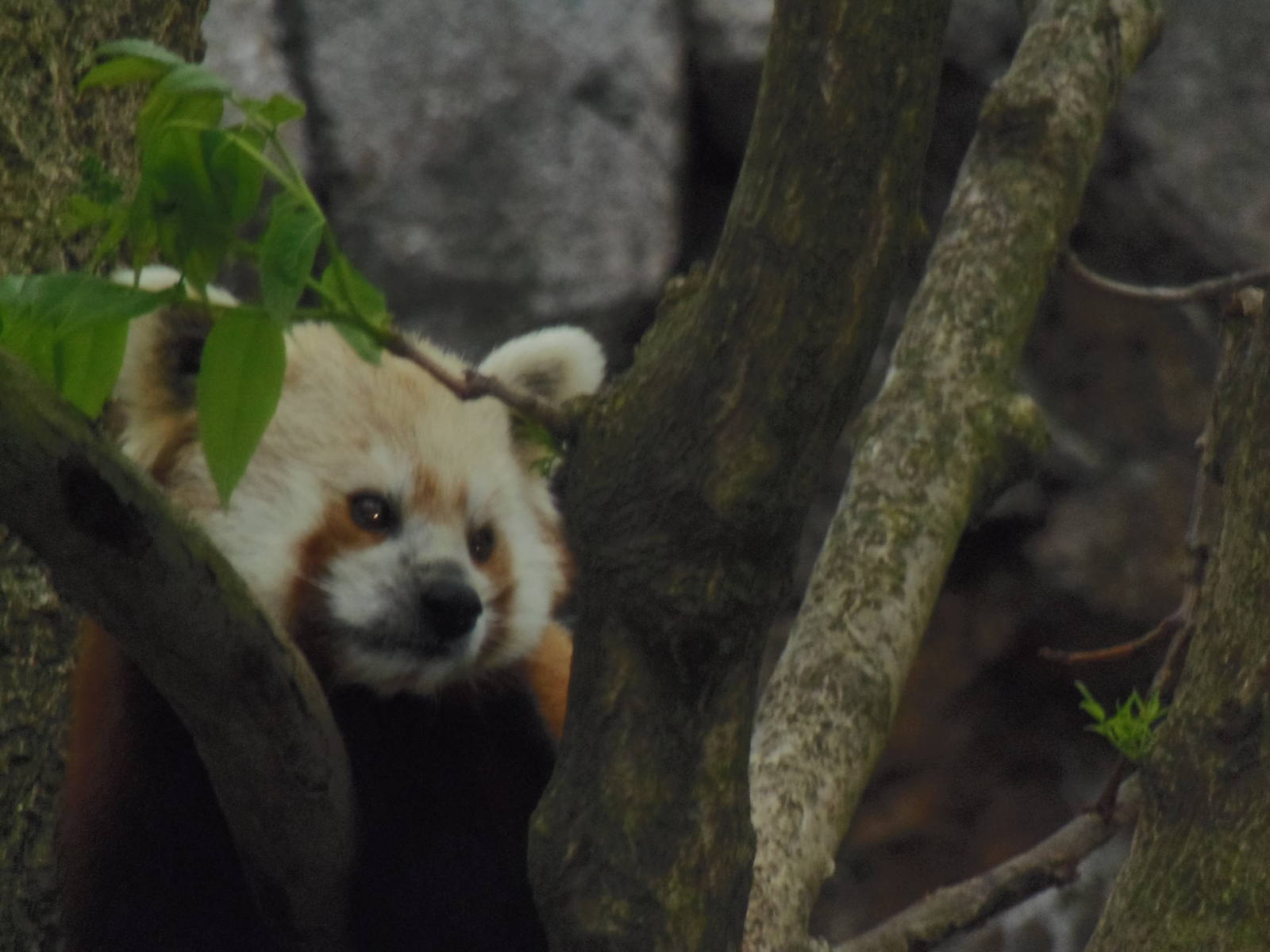 Asia Trail- Red Panda