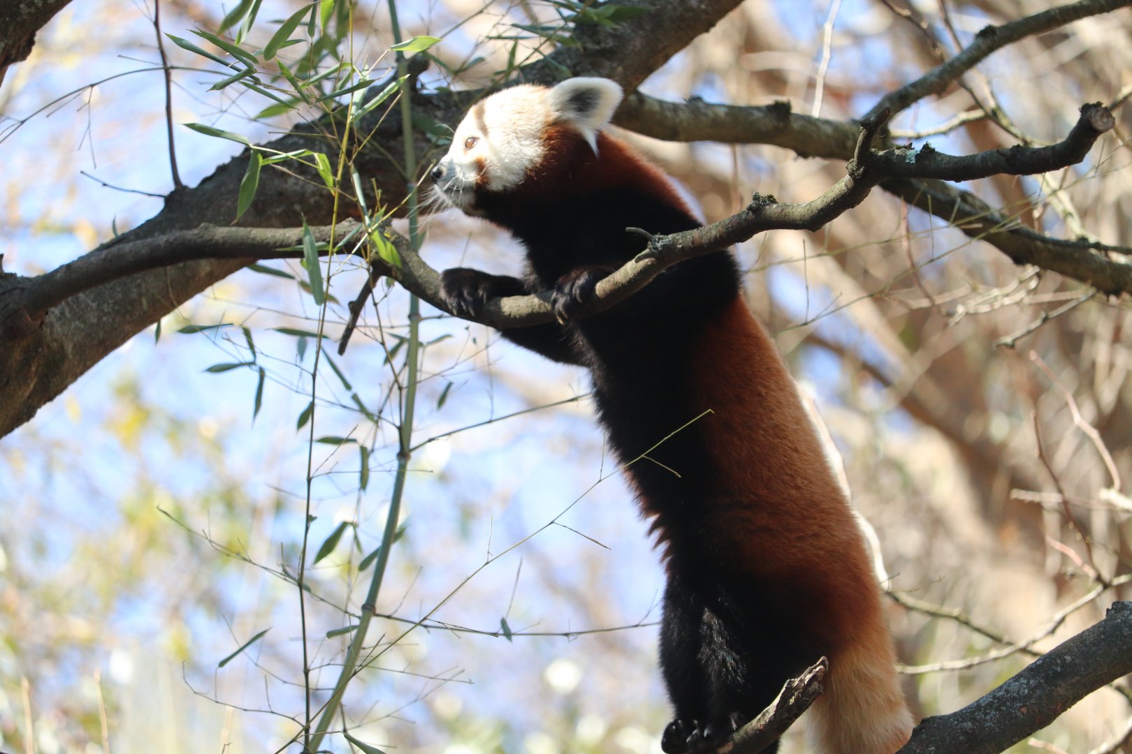Asia Trail - Red Panda