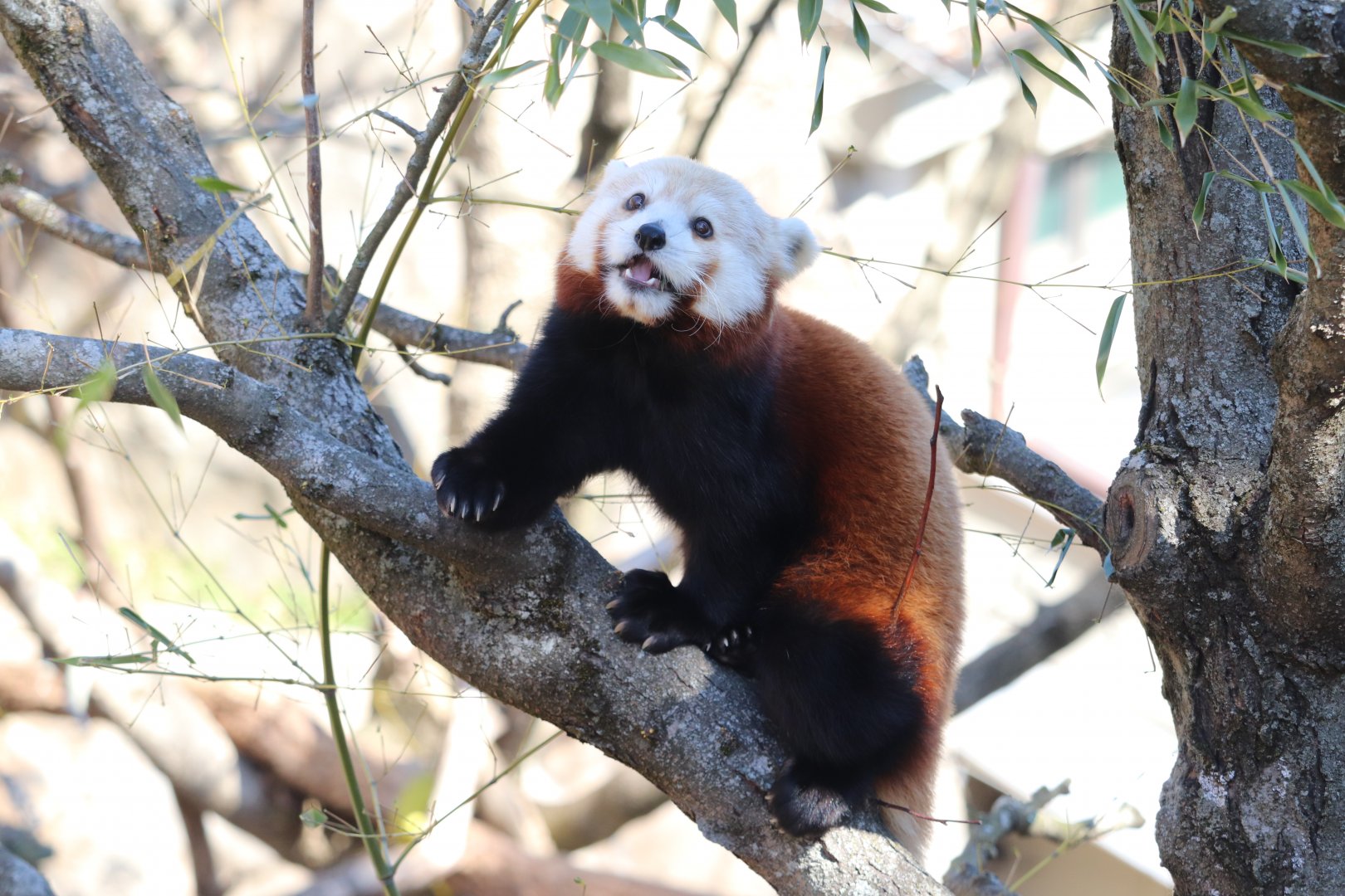 Asia Trail - Red Panda