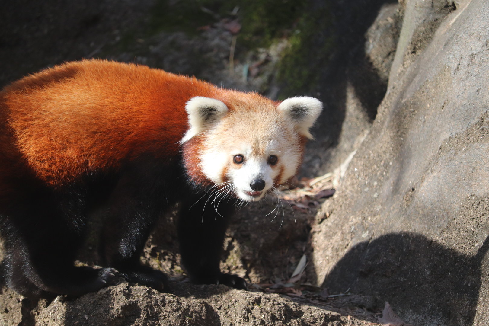 Asia Trail - Red Panda