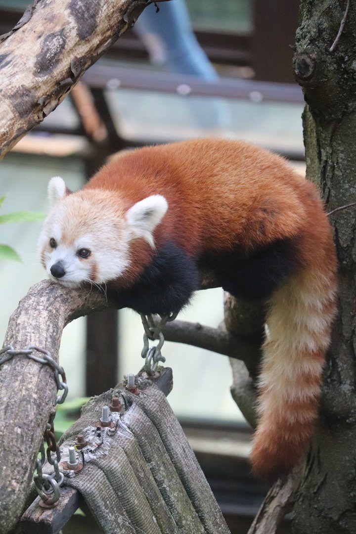 Asia Trail - Red Panda