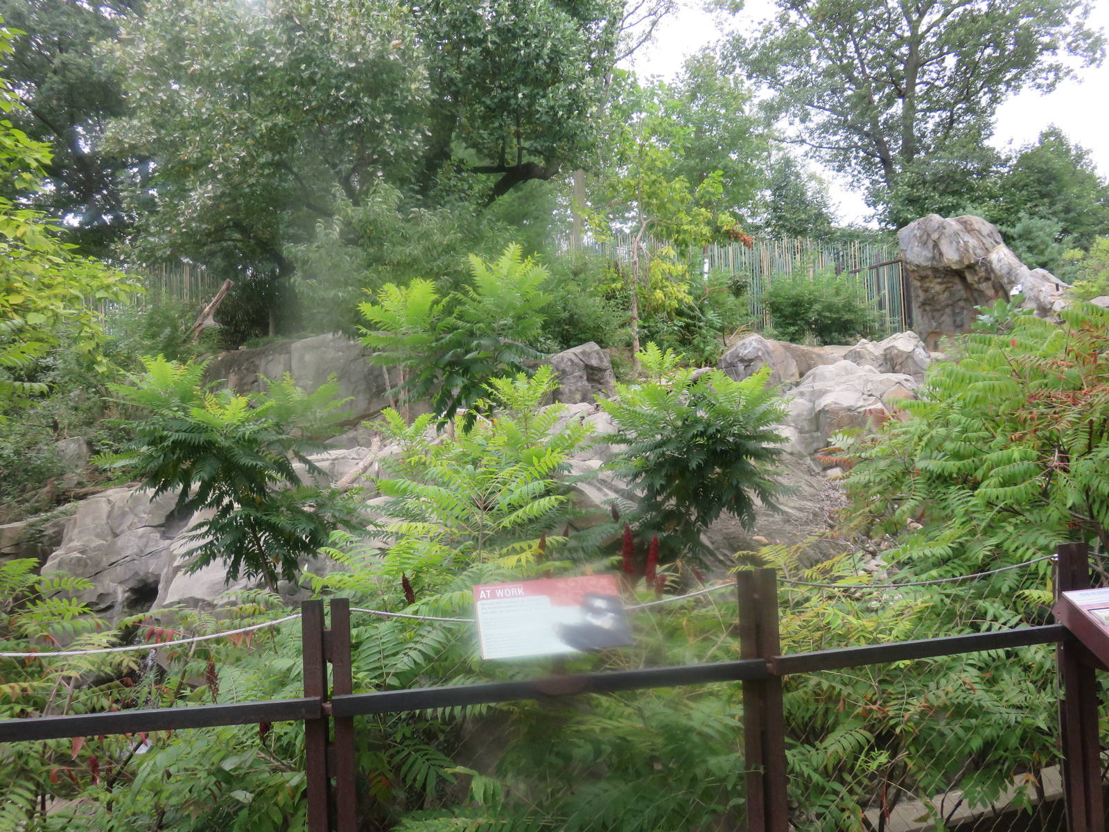 Asia Trail - Sloth Bear exhibit #1