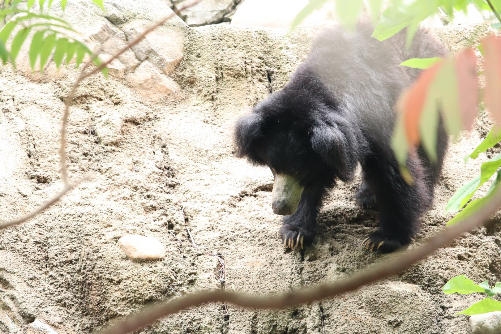 Asia Trail - Sloth Bear - Niko