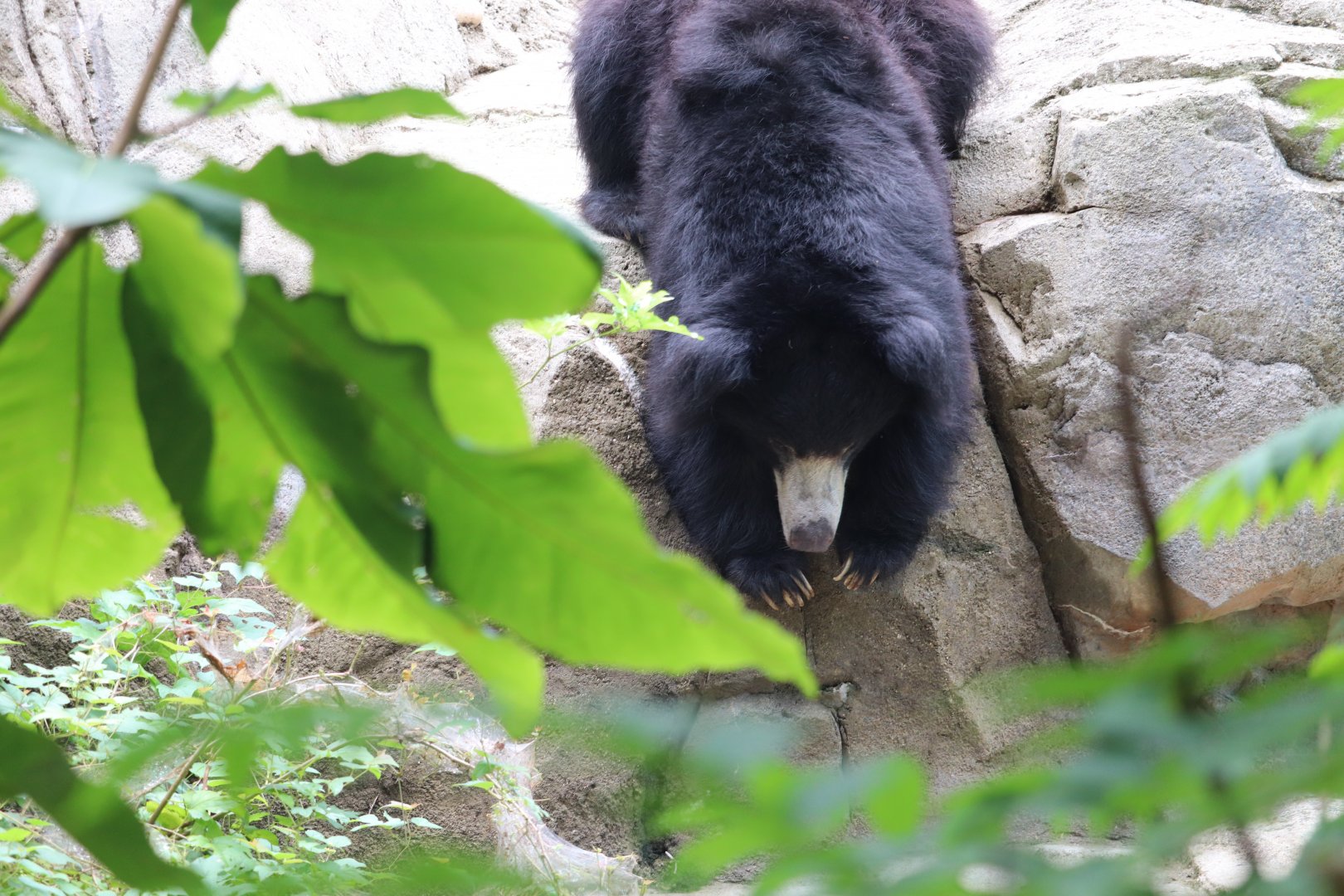 Asia Trail - Sloth Bear - Niko