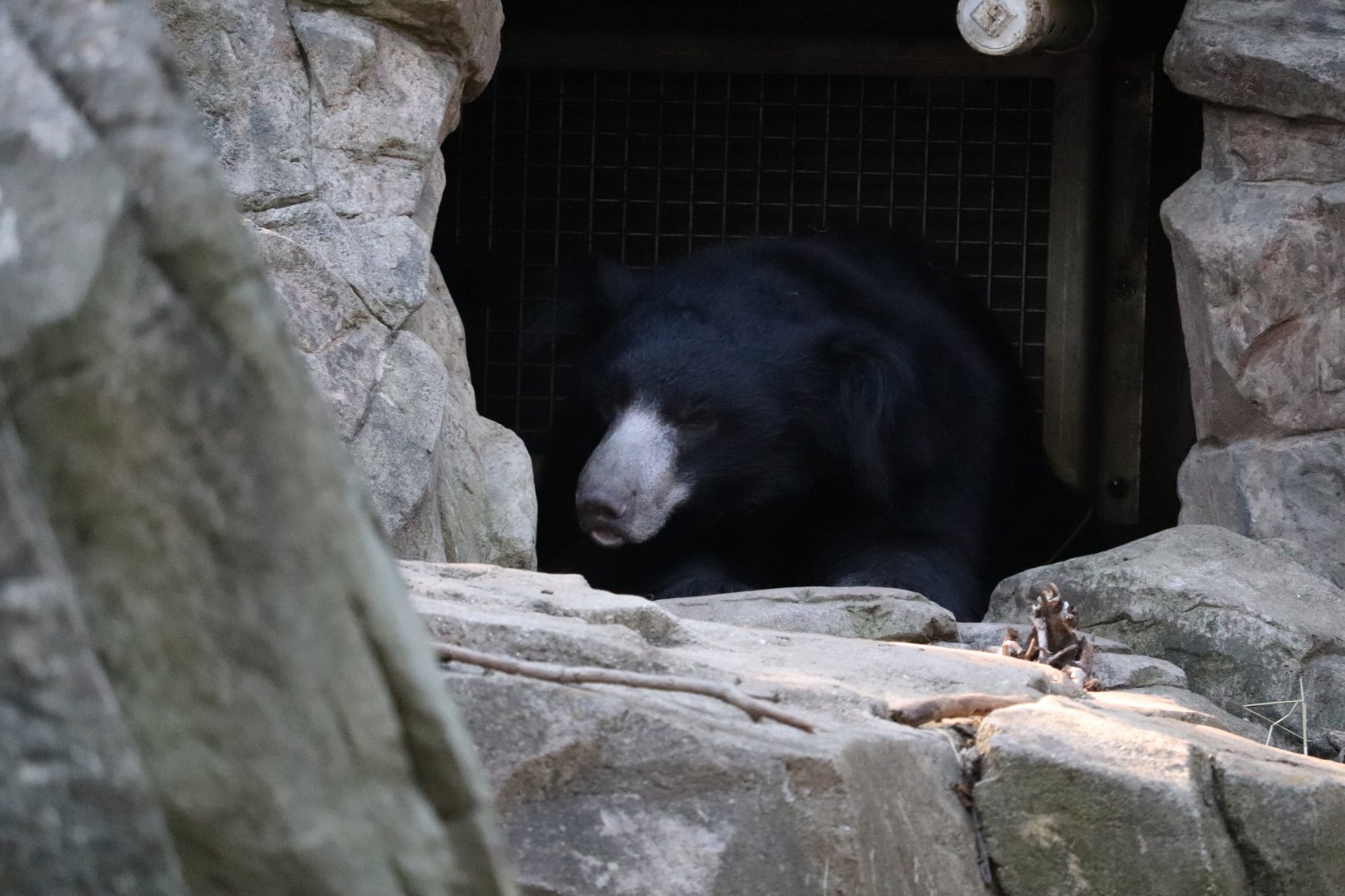 Asia Trail - Sloth Bear - Niko