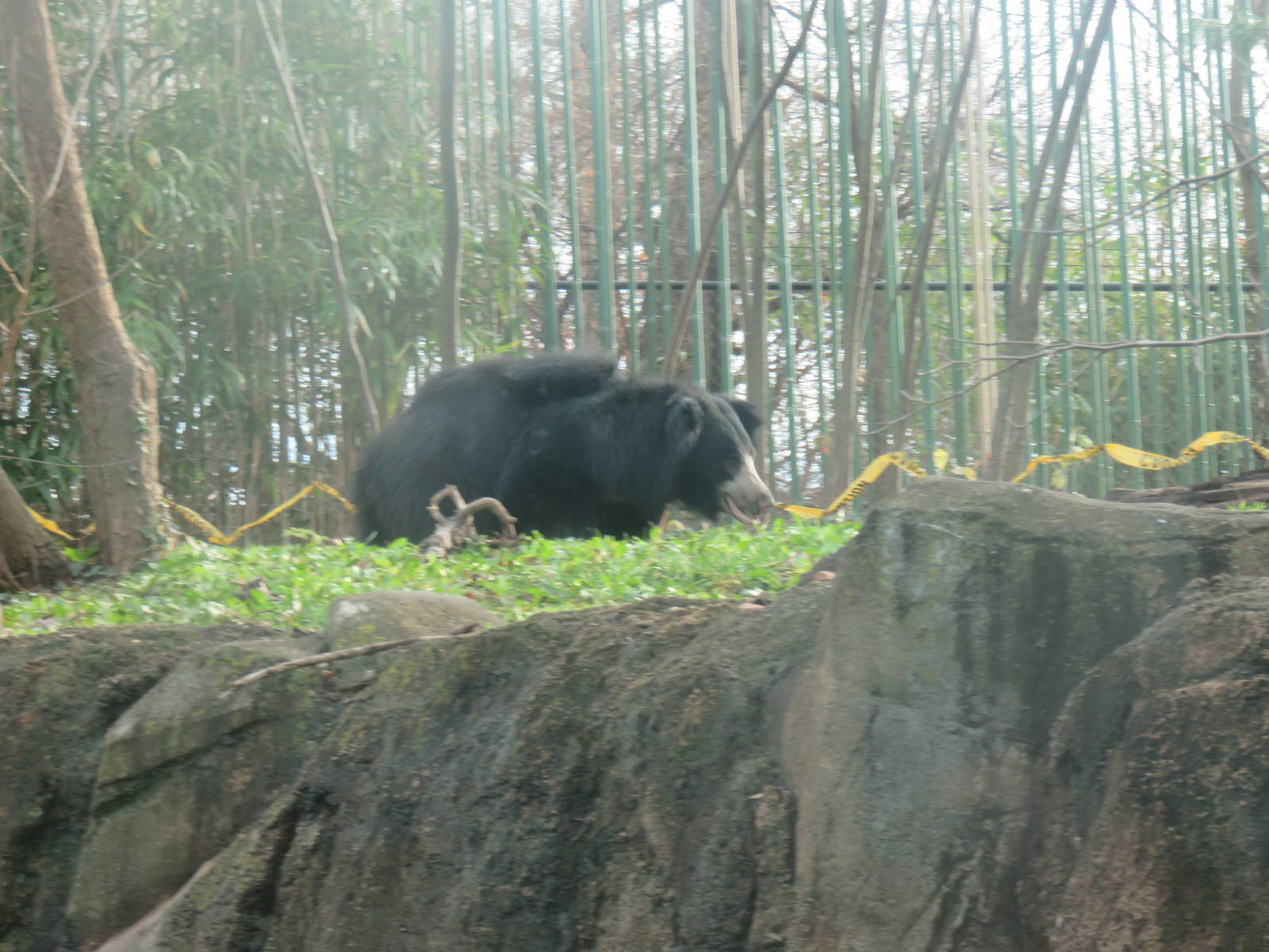 Asia Trail - Sloth Bear