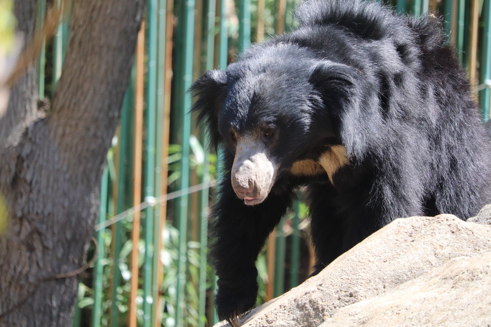 Asia Trail - Sloth Bear
