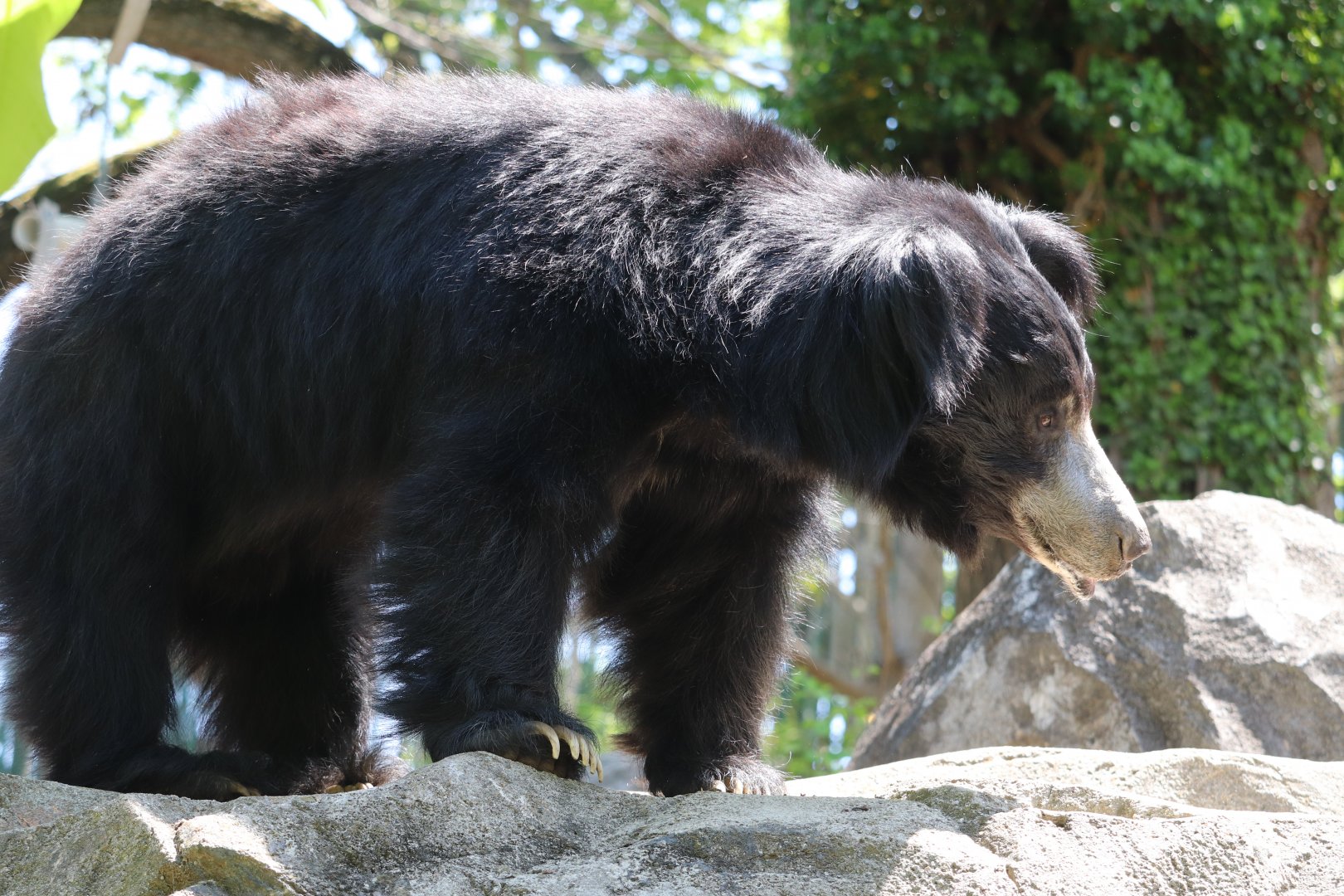 Asia Trail - Sloth Bear