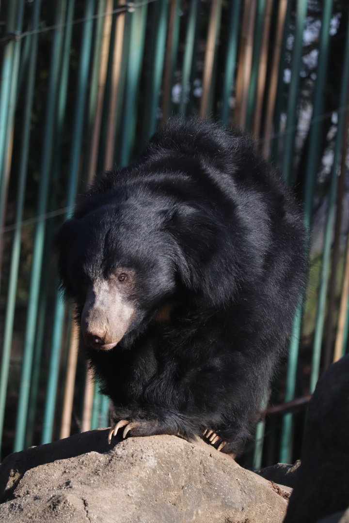 Asia Trail - Sloth Bear
