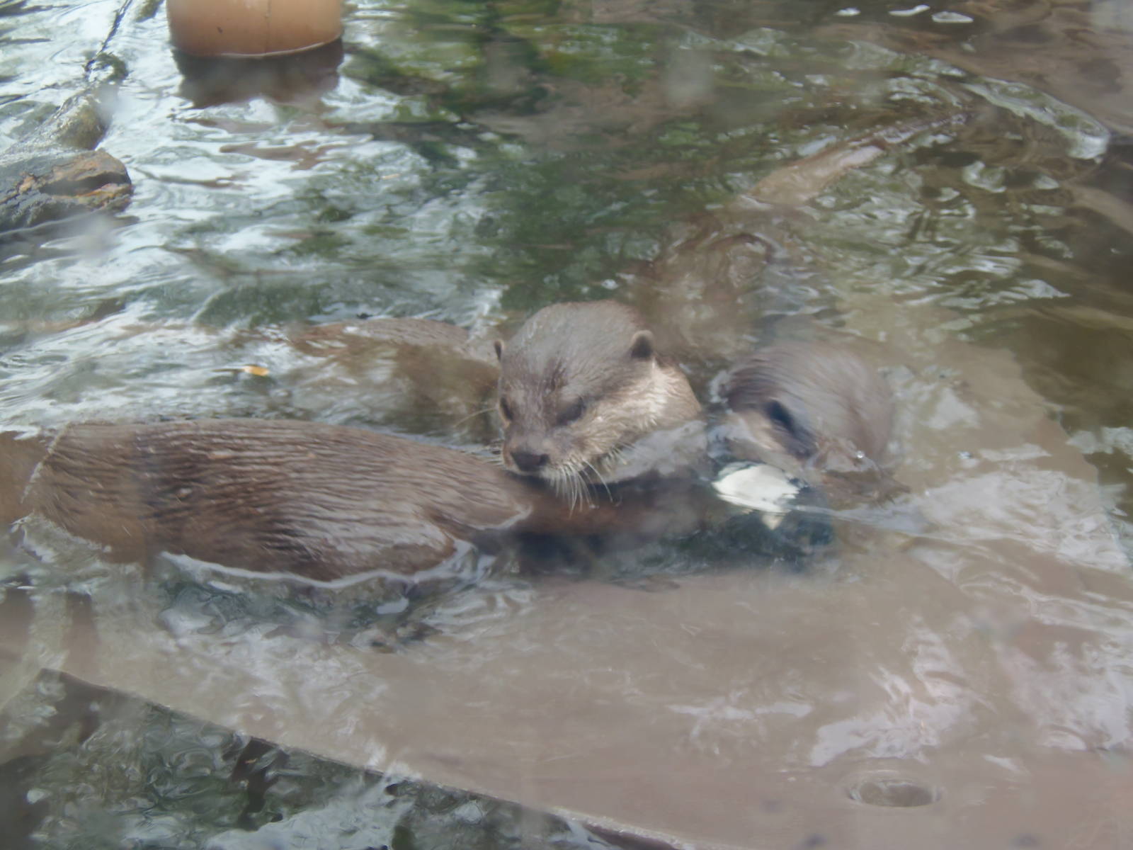 Asia Trail- Swimming Otters