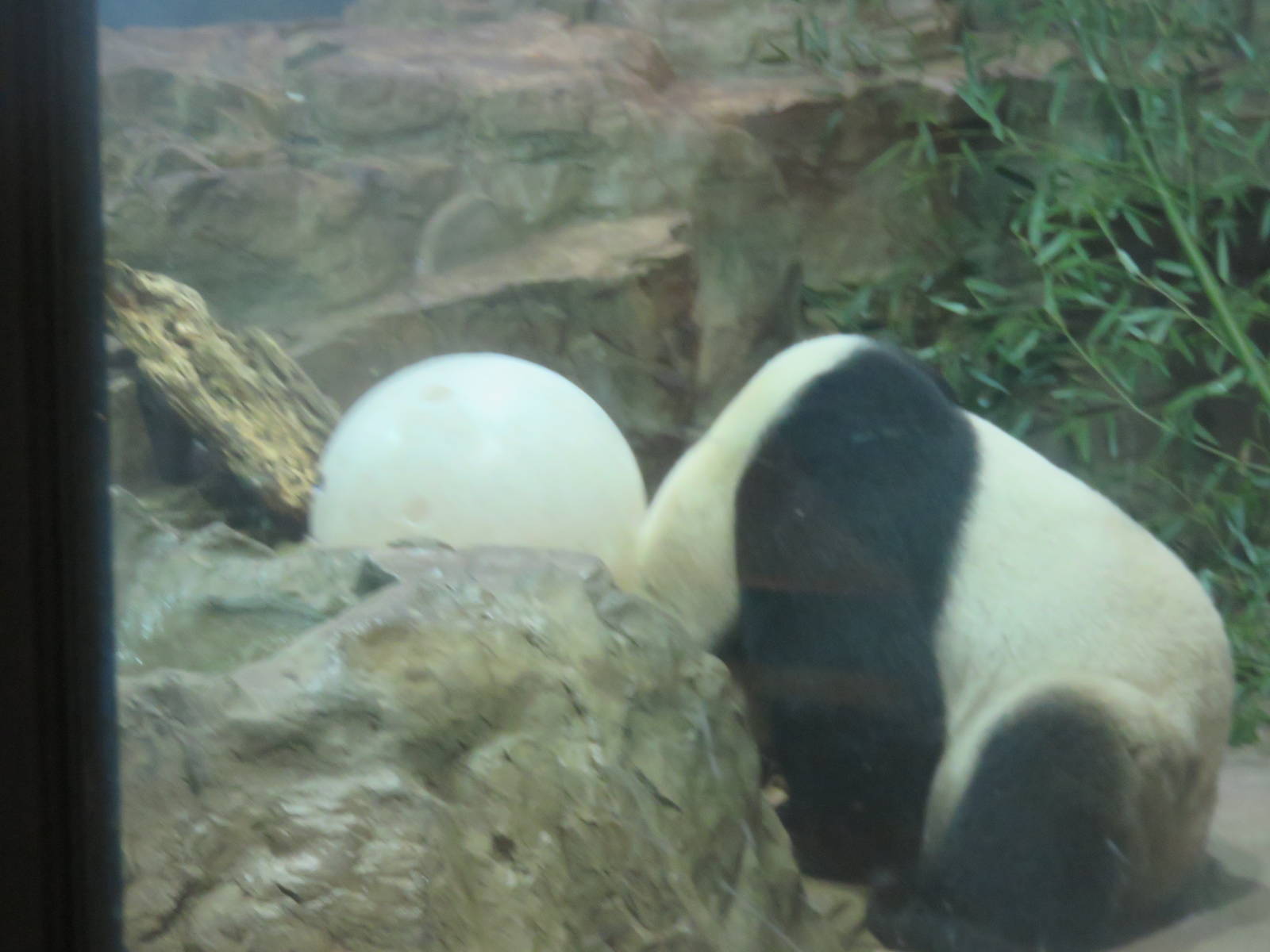 Asia Trail - Tian Tian doing what Tian Tian does... he worries me sometimes