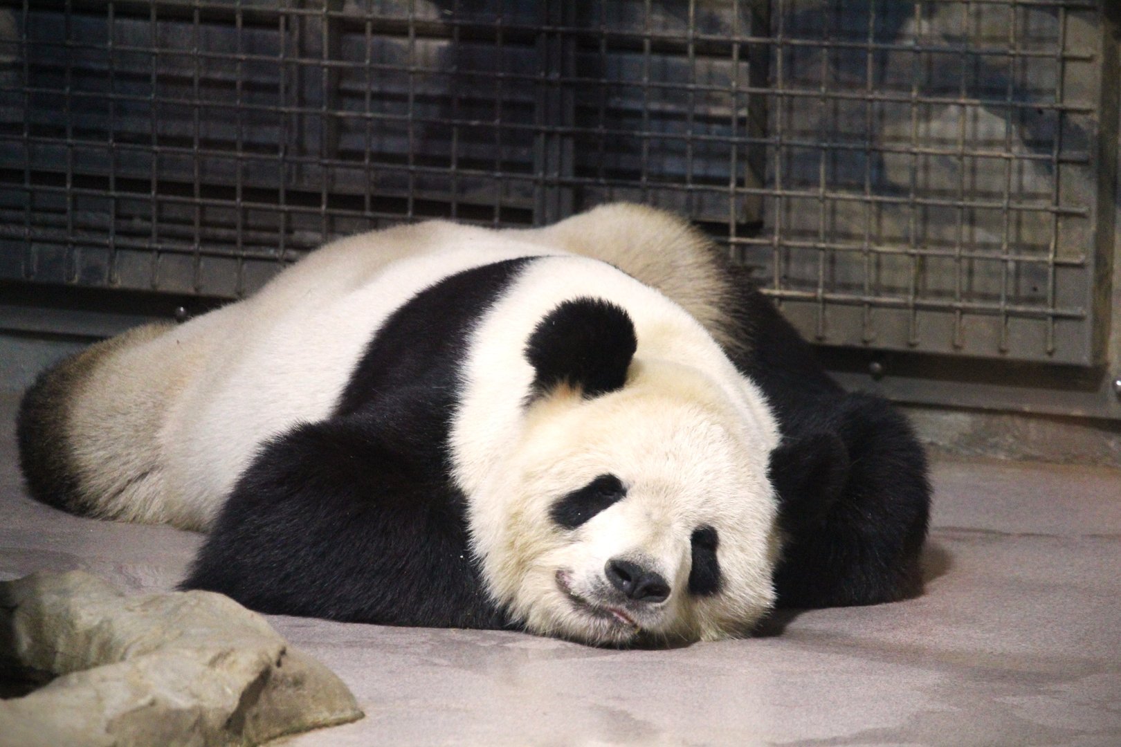 Asia Trail - Tian Tian