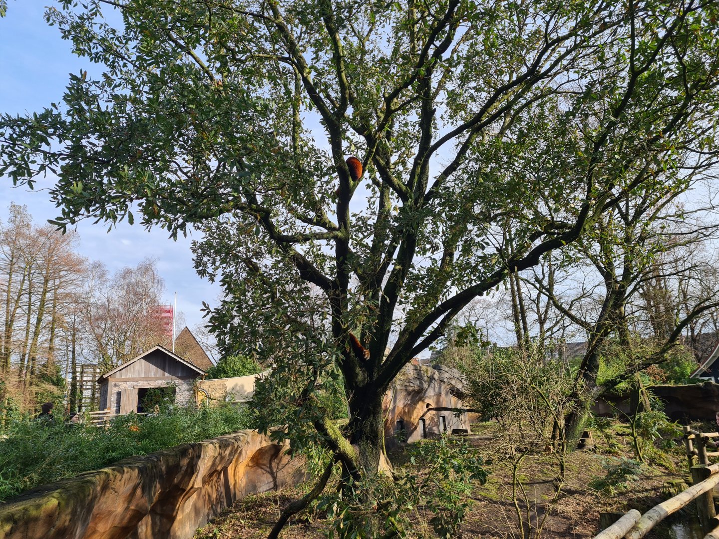 Asia - Tree in second red panda enclosure