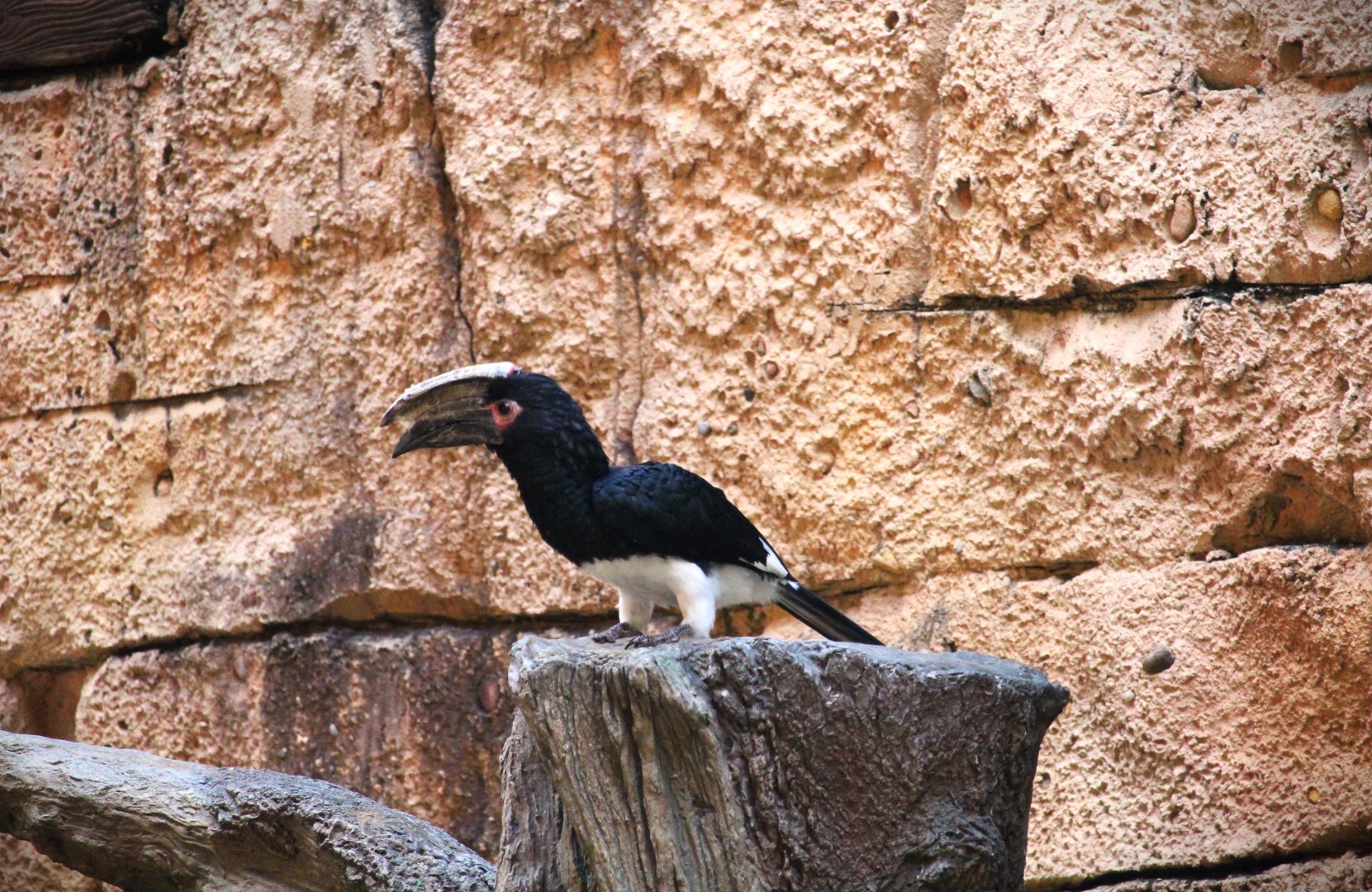 Asia - Trumpeter Hornbill