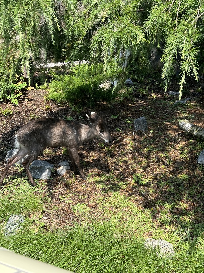Asia- Tufted deer 13.7.23