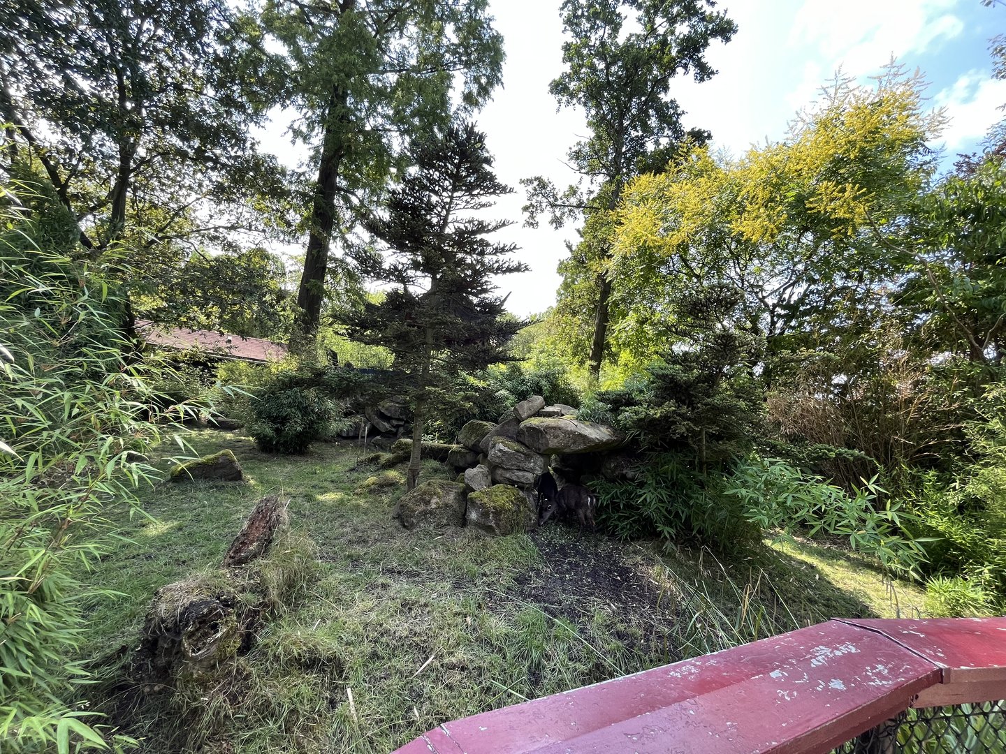 Asia- Tufted deer enclosure 13.7.23