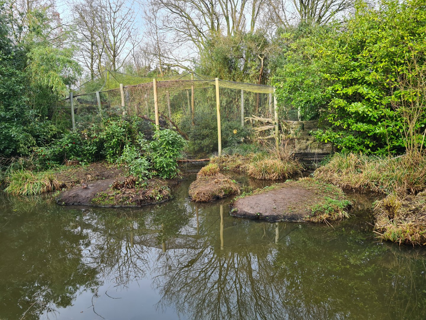Asia - View of fishing cat enclosure from Amur area