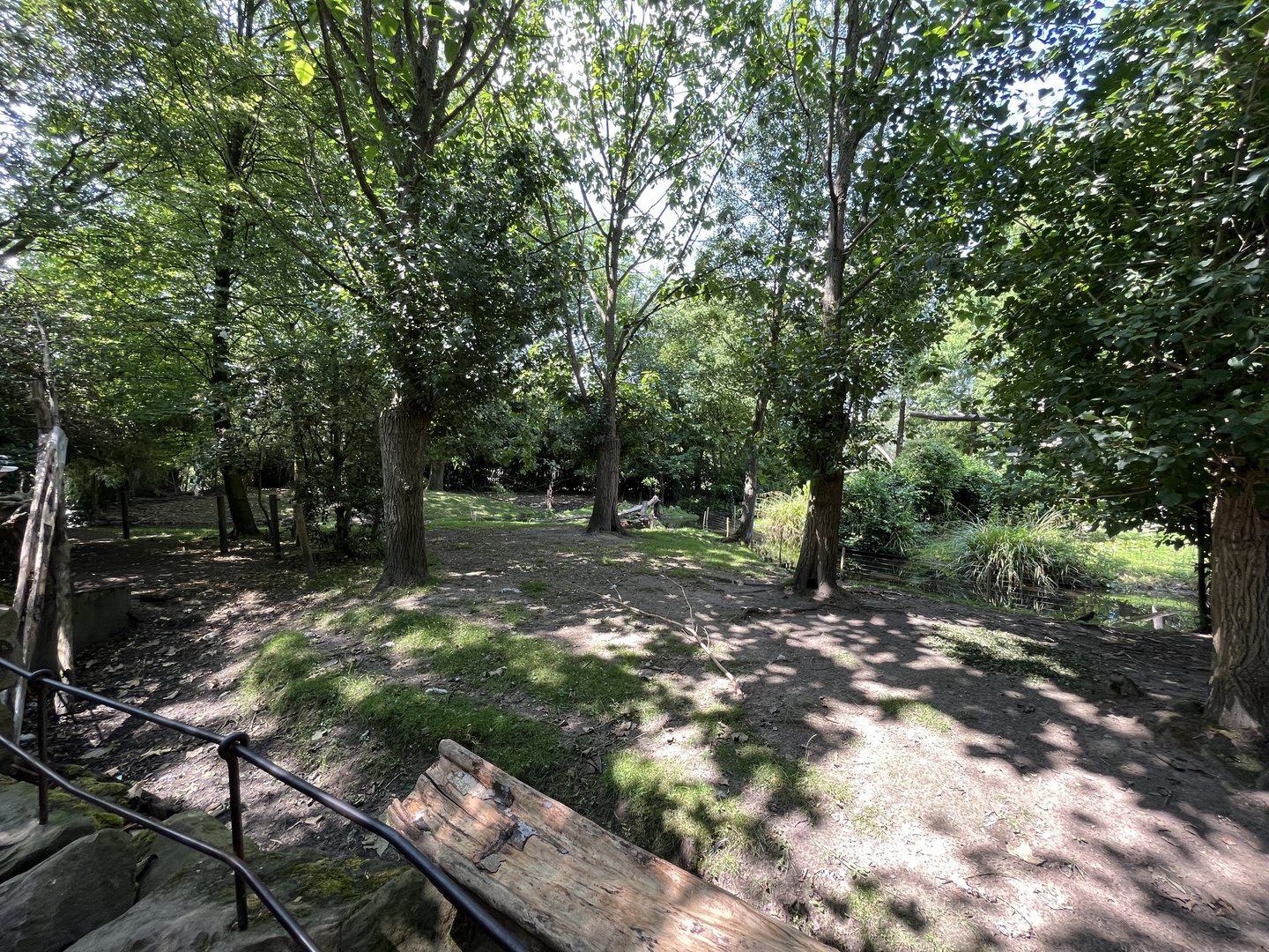 Asia- Visayan spotted deer enclosure 13.7.23