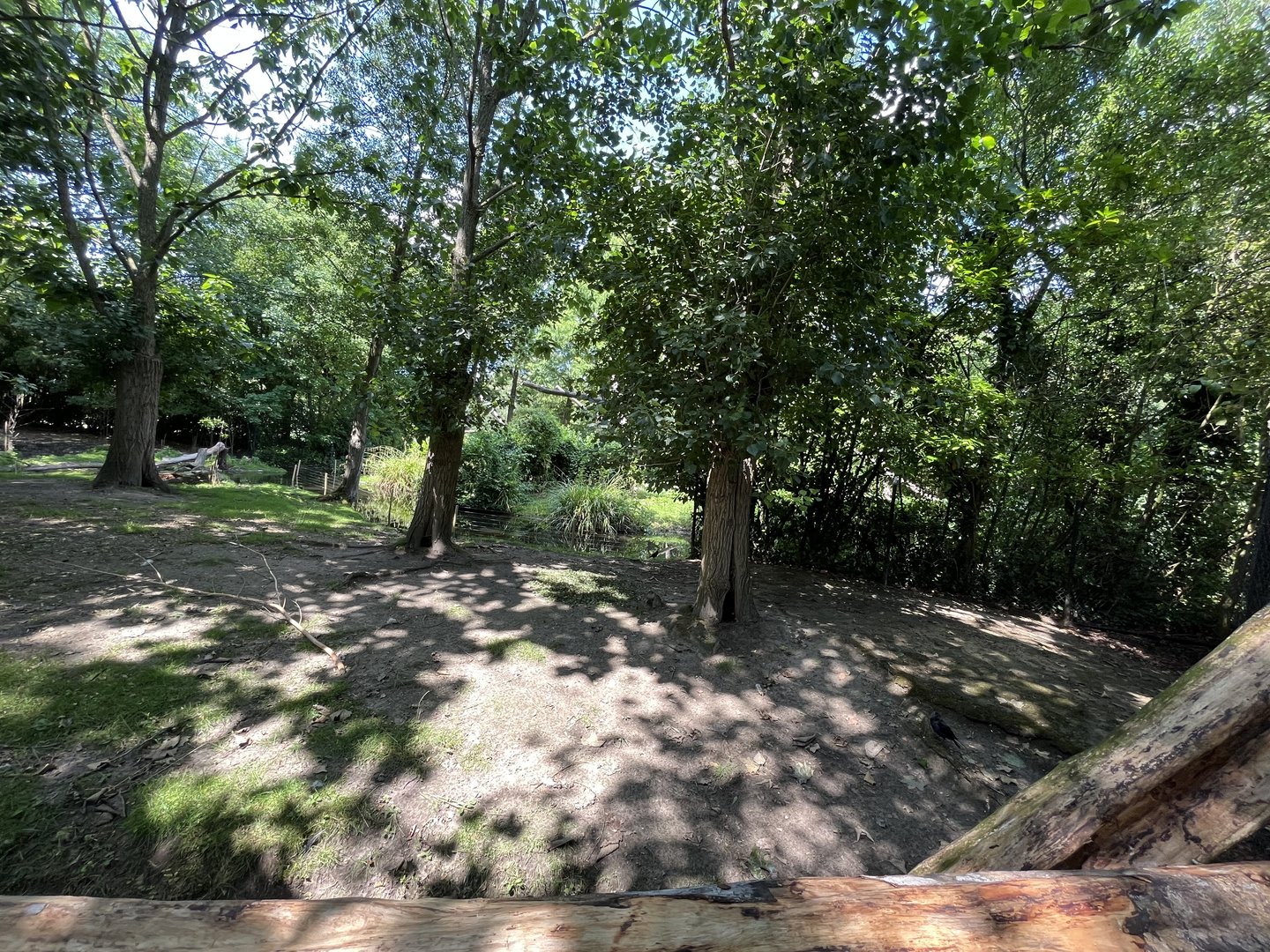 Asia- Visayan spotted deer enclosure 13.7.23