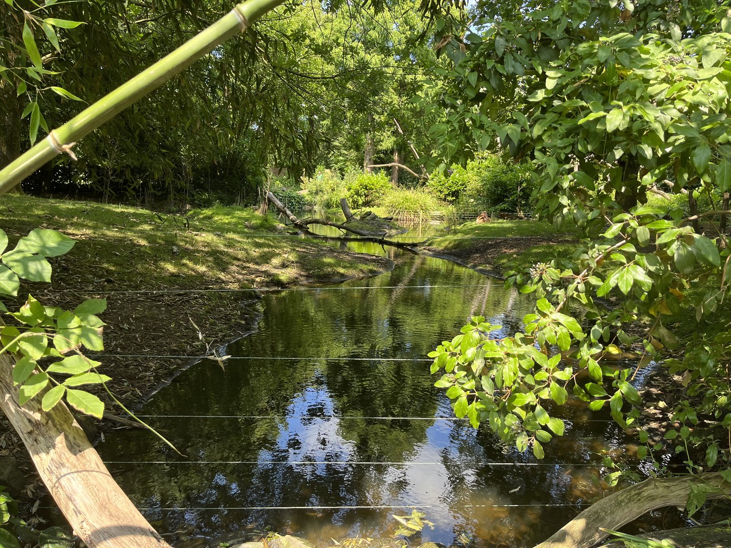 Asia- Visayan spotted deer enclosure 13.7.23