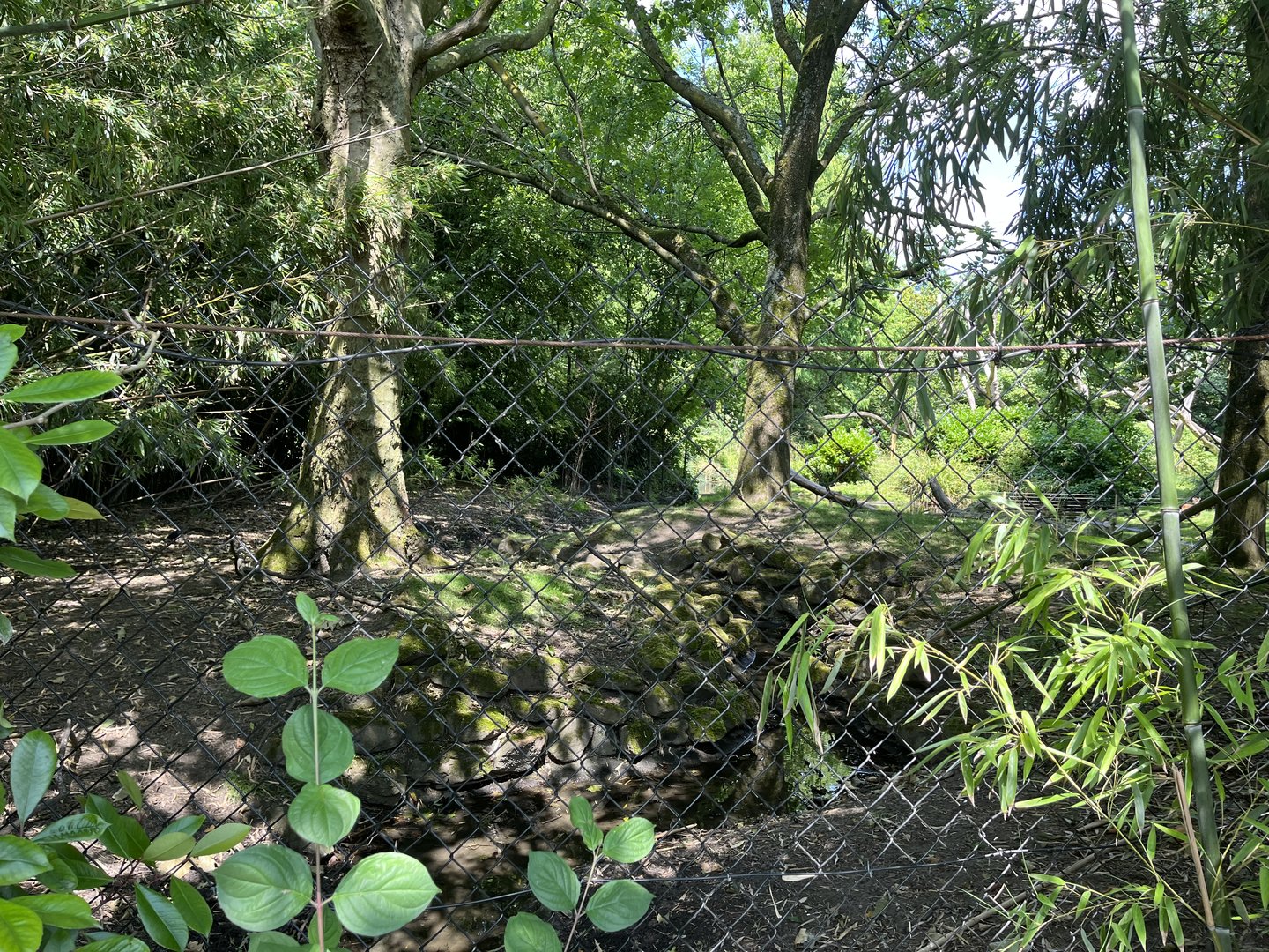 Asia- Visayan spotted deer enclosure 13.7.23