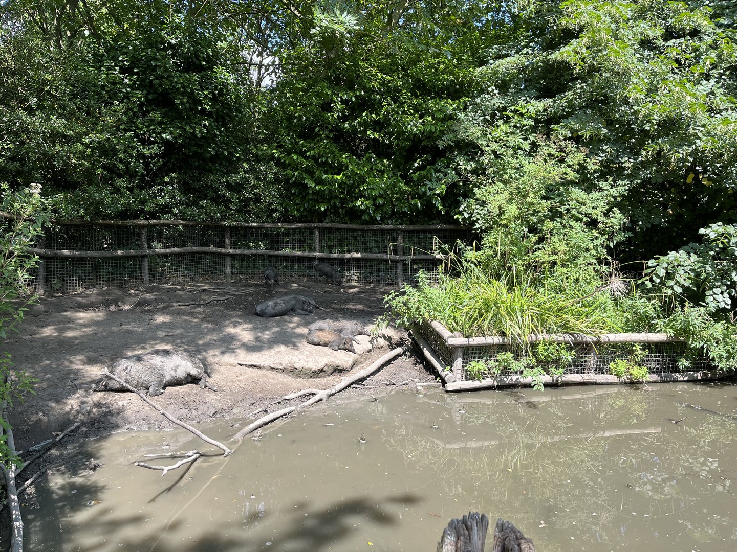 Asia- Visayan warty pig enclosure 13.7.23