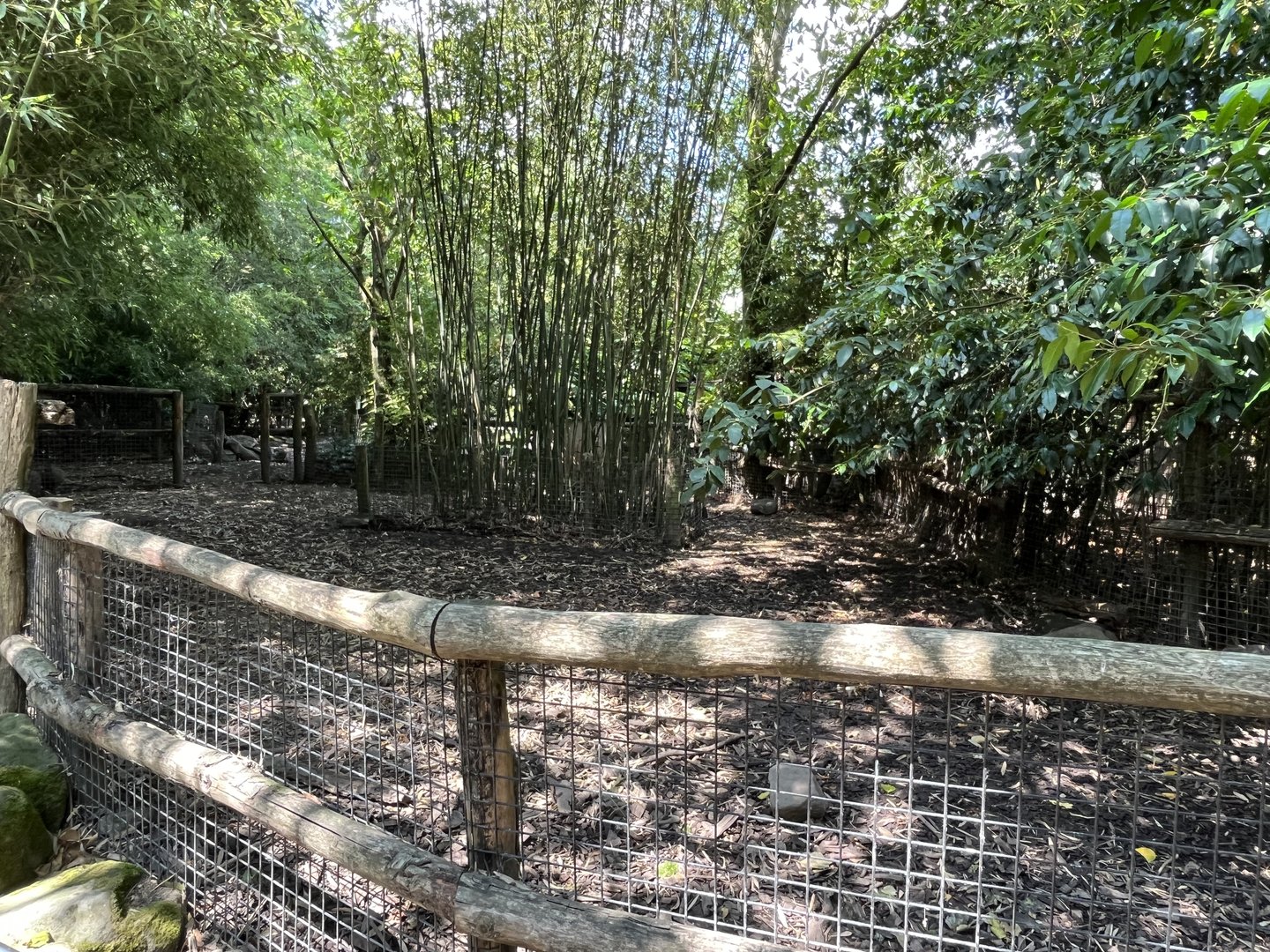 Asia- Visayan warty pig enclosure 13.7.23