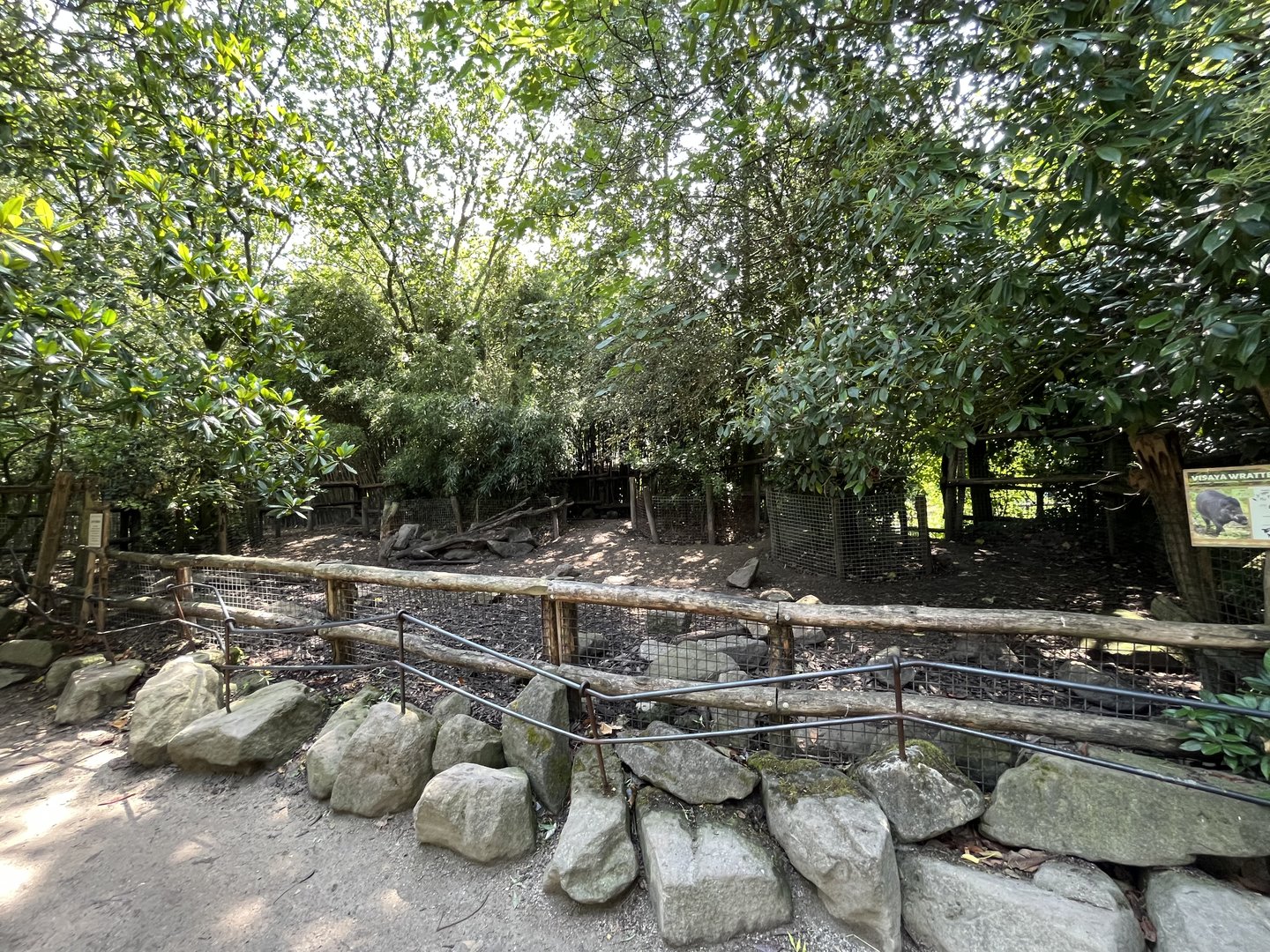 Asia- Visayan warty pig enclosure 13.7.23