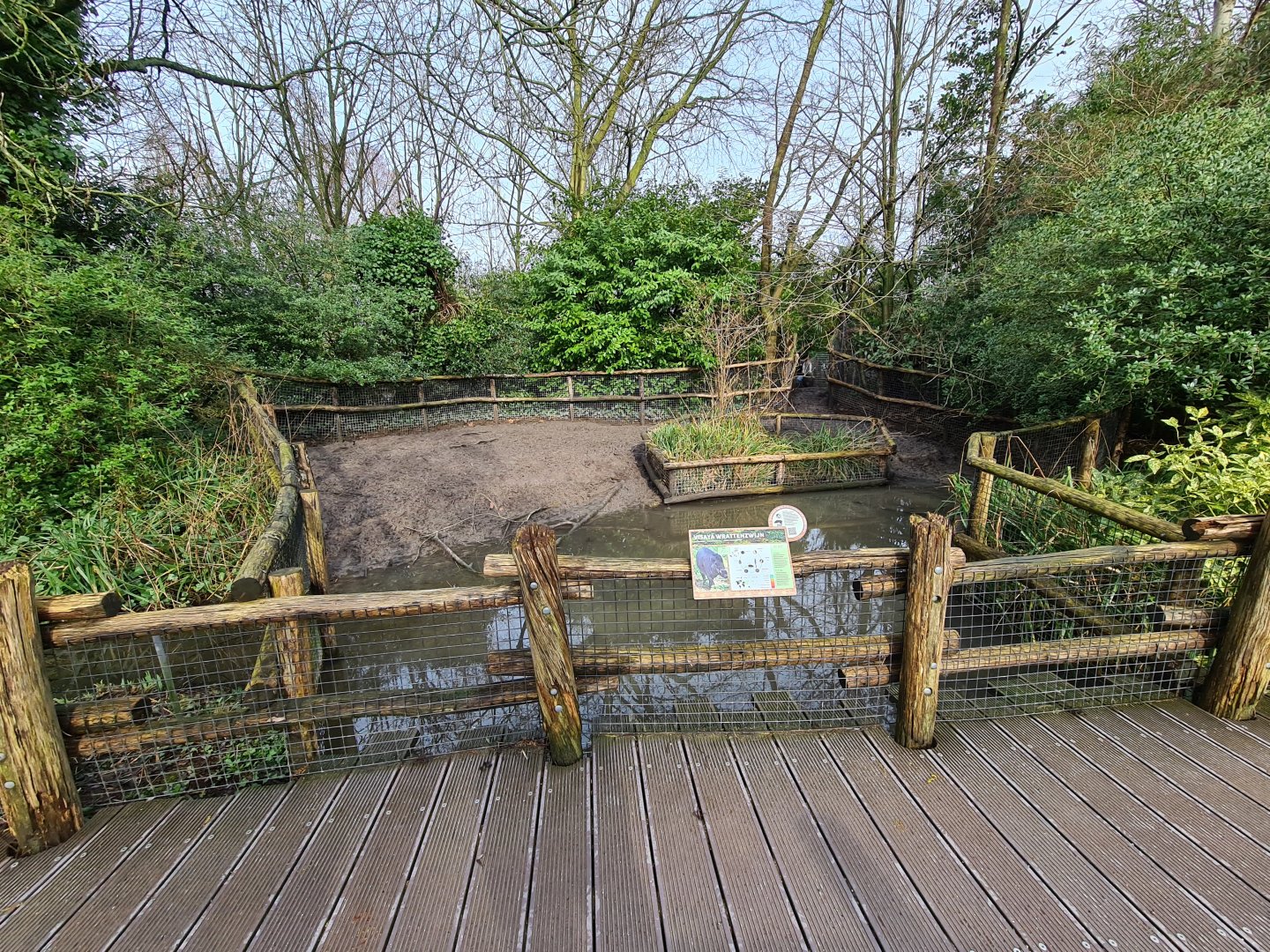 Asia - Visayan warty pig enclosure in the Amur area
