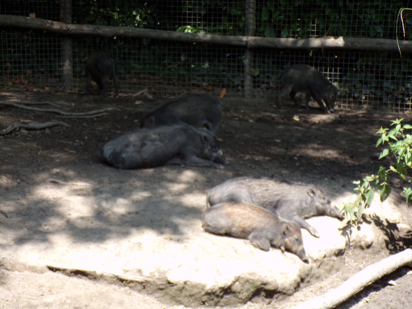 Asia- Visayan warty pigs 13.7.23