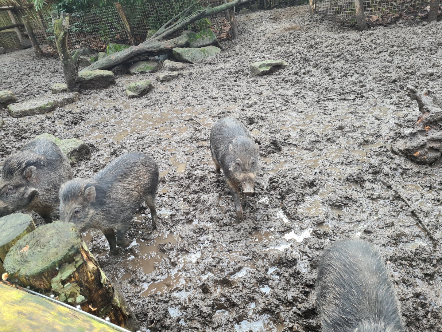 Asia - Visayan warty pigs