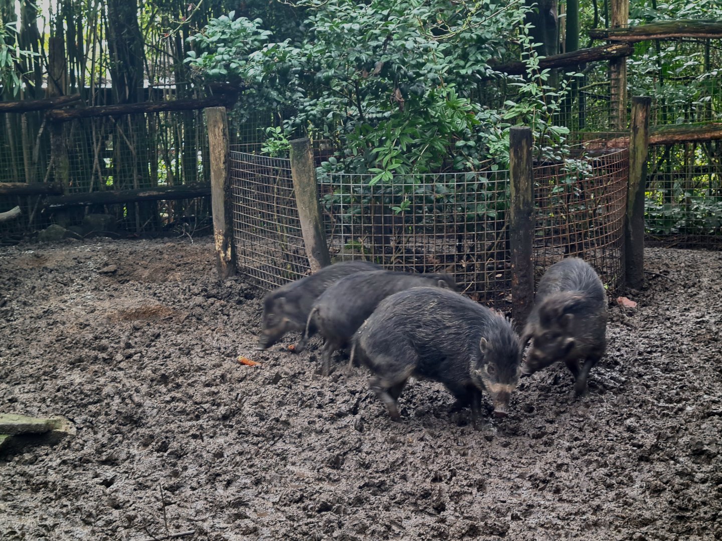 Asia - Visayan warty pigs