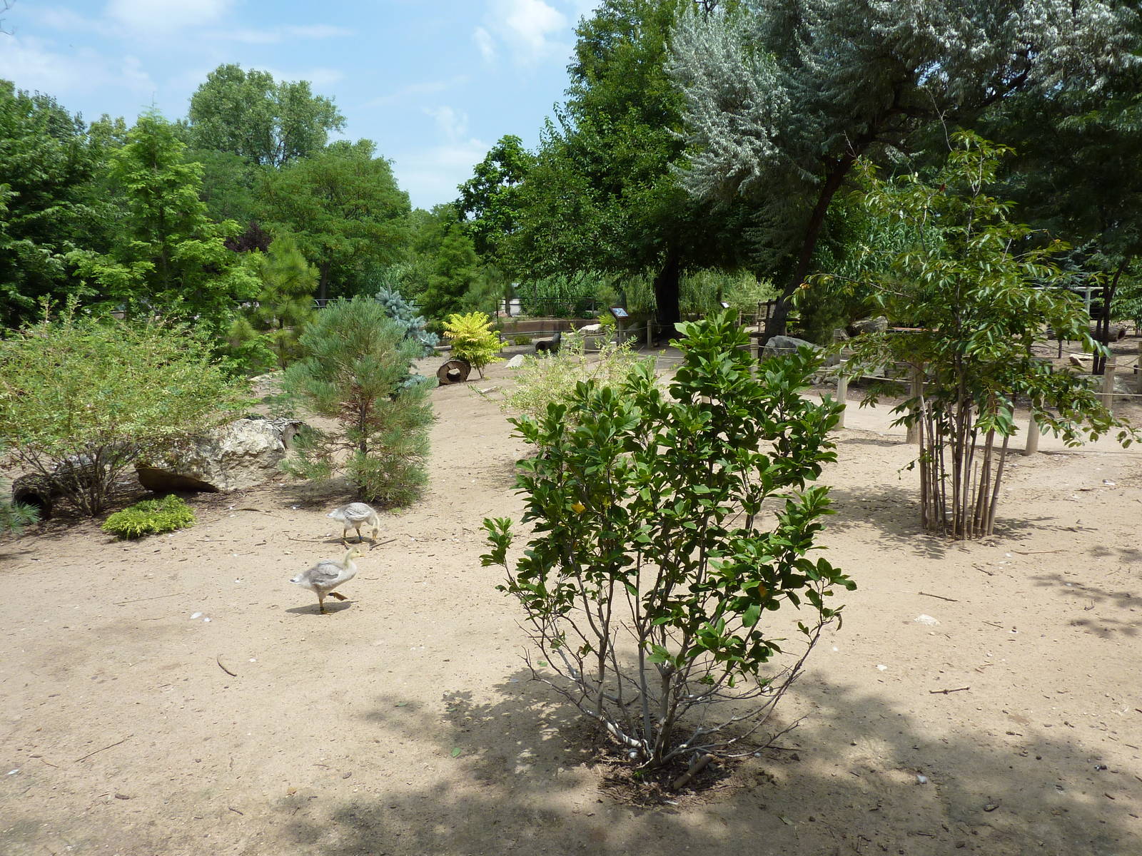 Asia - Walk-Through Bird Zone