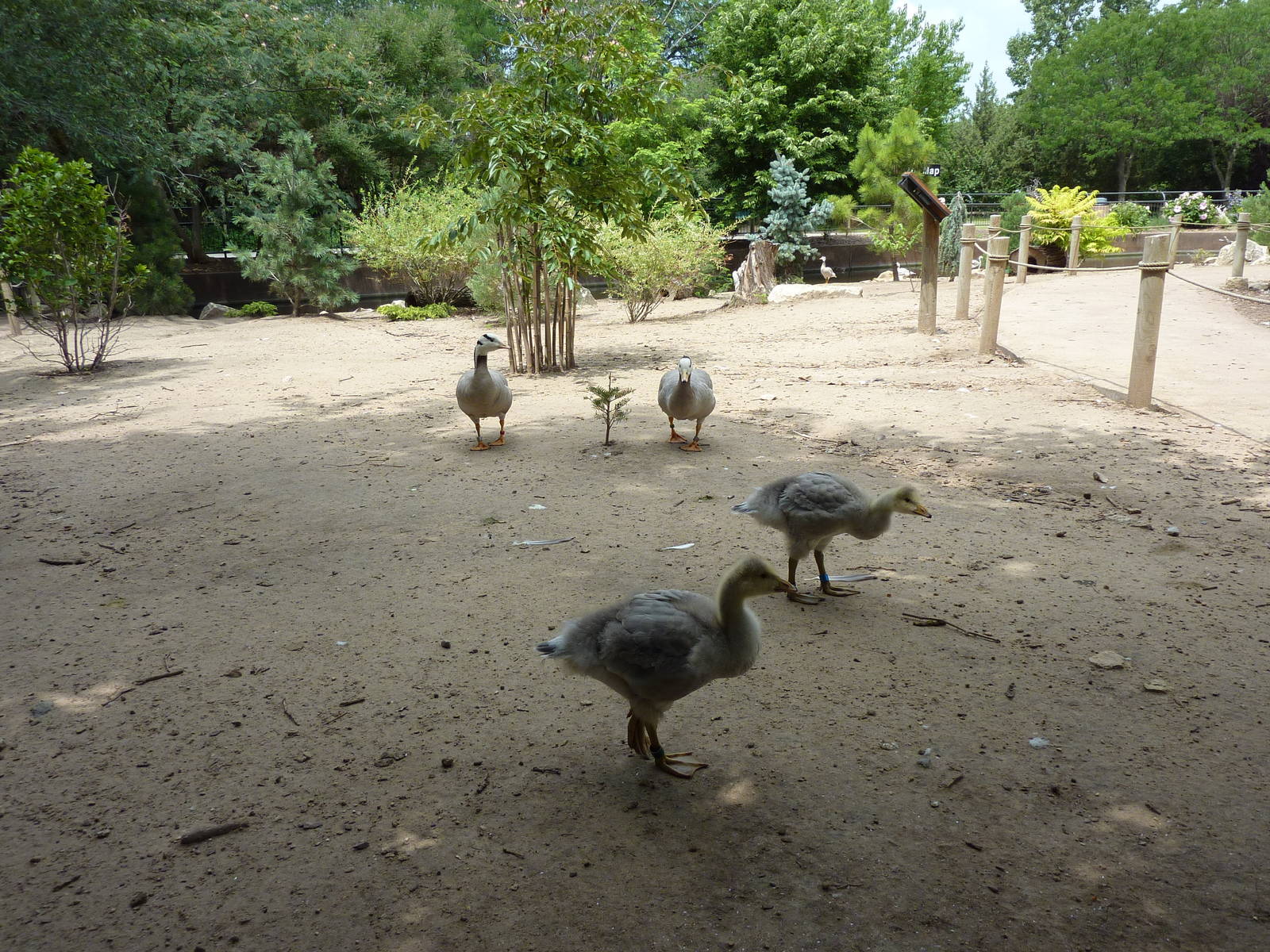 Asia - Walk-Through Bird Zone