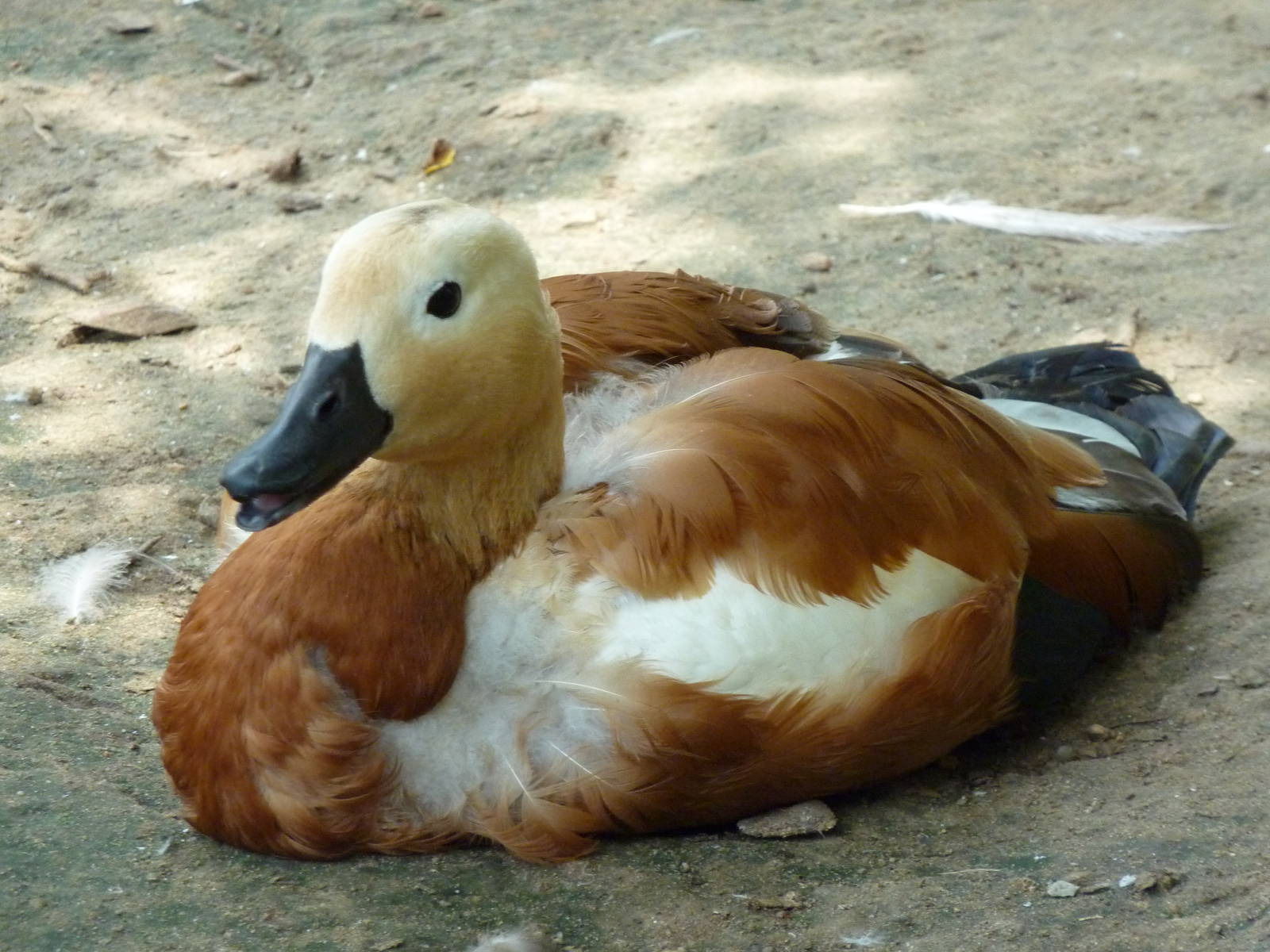 Asia - Walk-Through Bird Zone