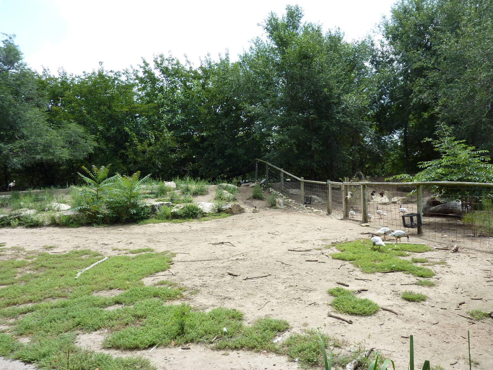 Asia - Walk-Through Bird Zone