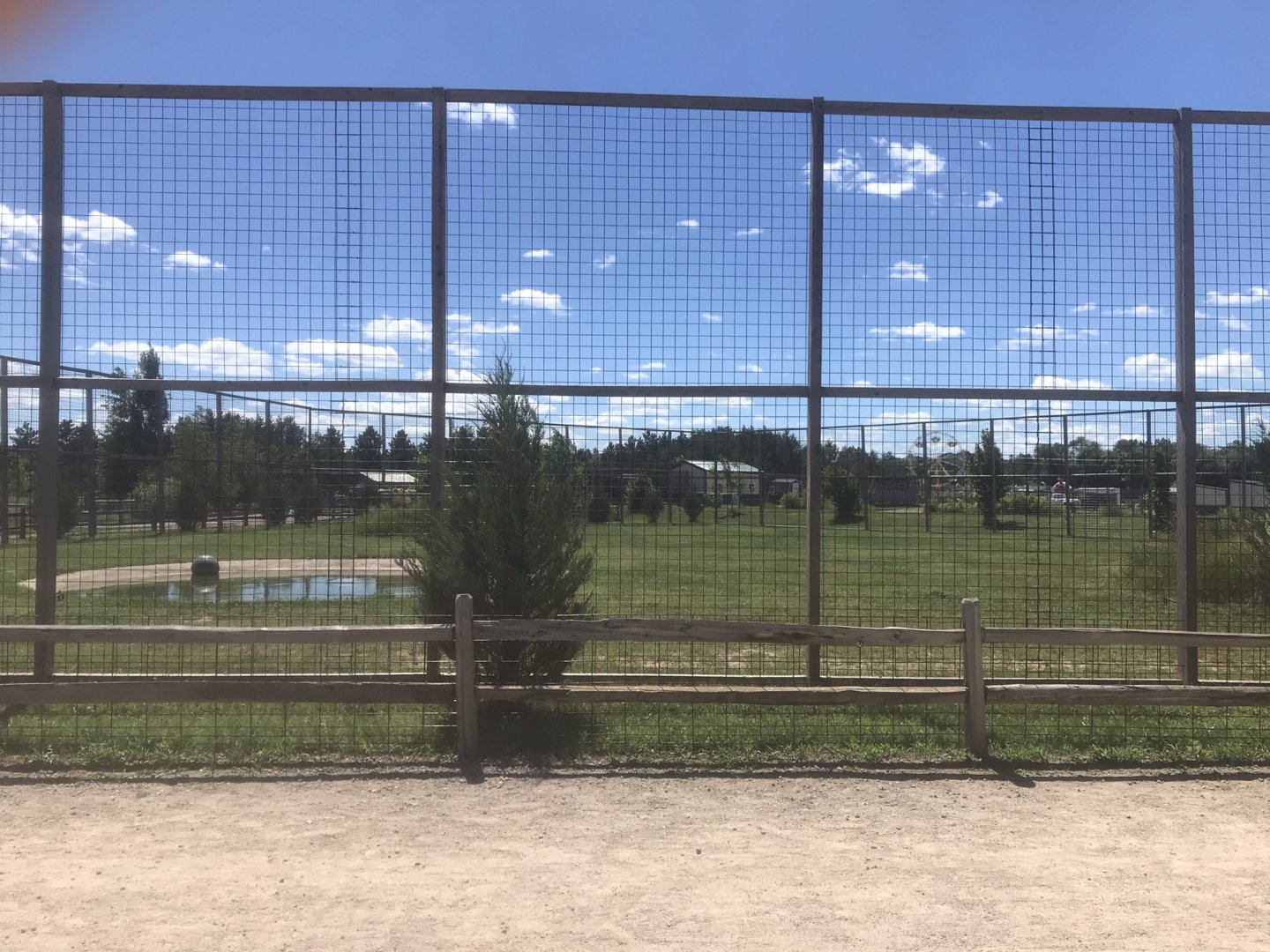 “Asia” - White “Bengal” Tiger Exhibit