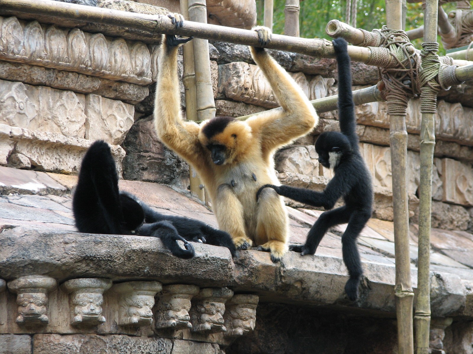 Asia - White-cheeked Gibbon Exhibit