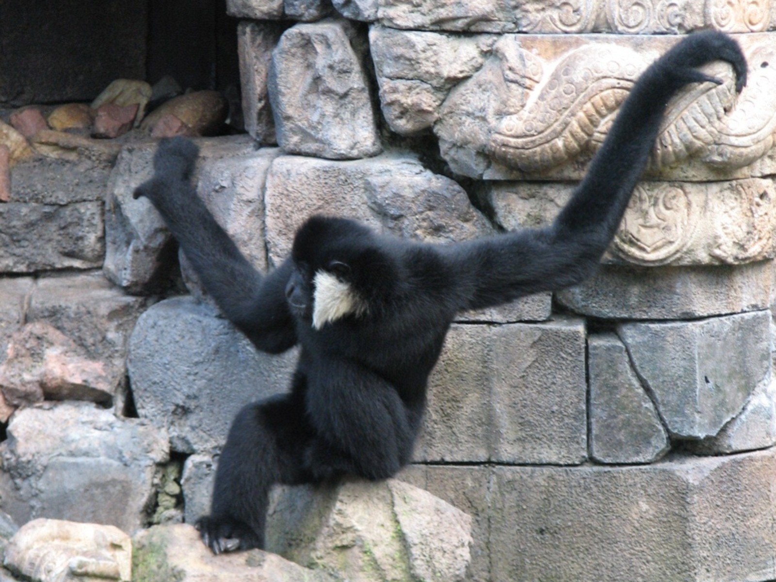 Asia - White-cheeked Gibbon Exhibit