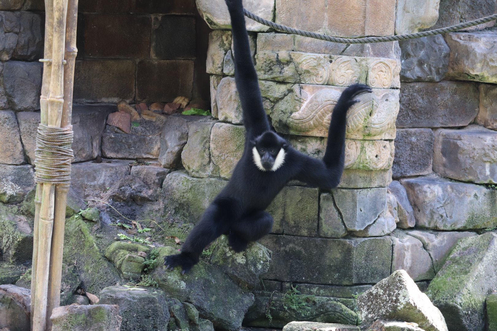 Asia - White-Cheeked Gibbon