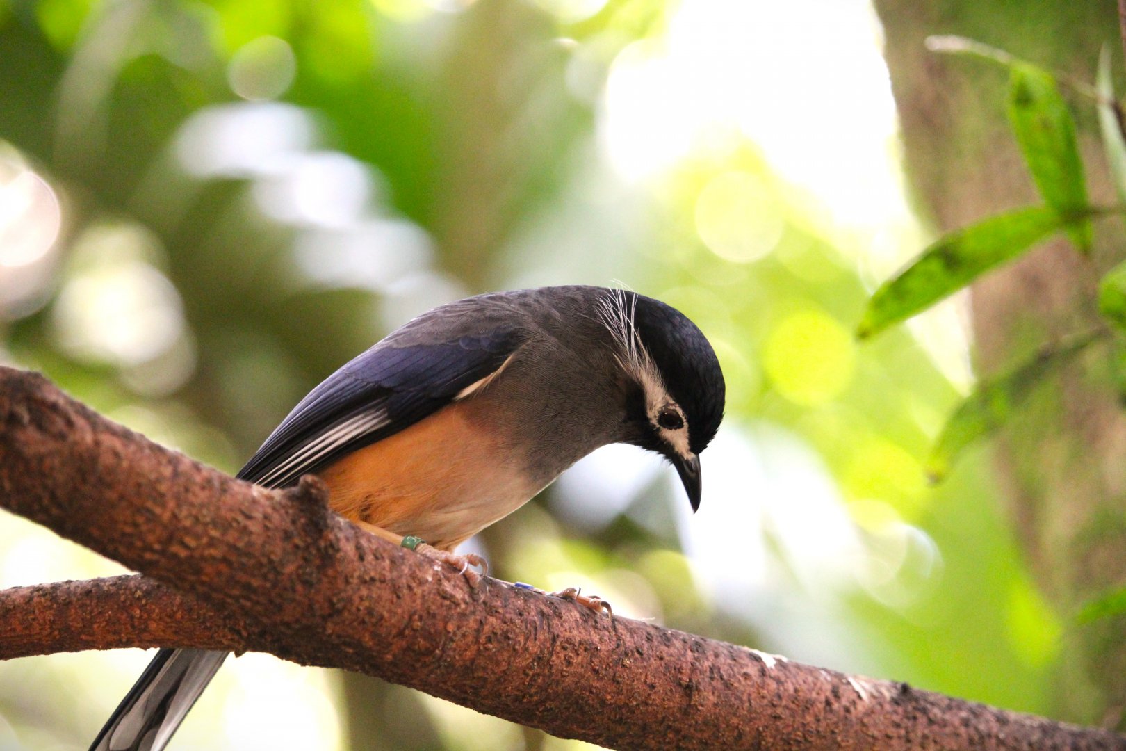Asia - White-eared Sibia