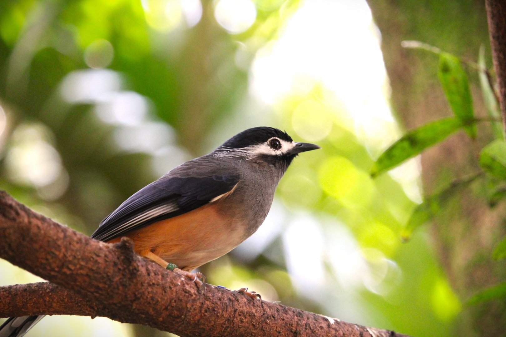 Asia - White-eared Sibia