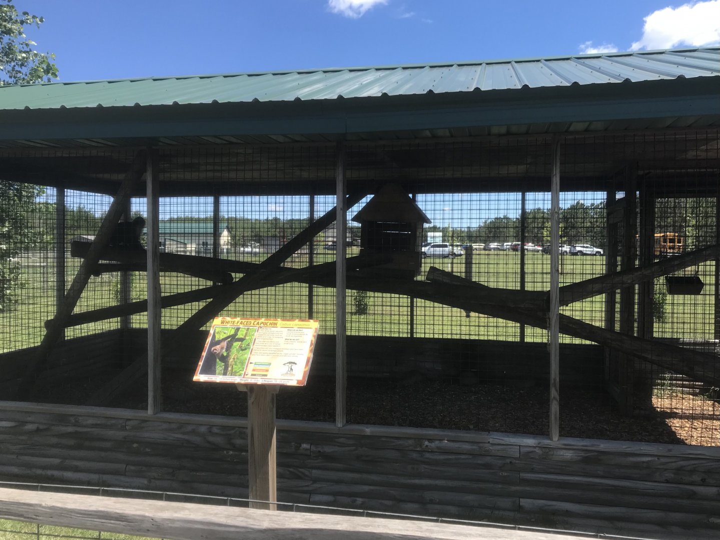 “Asia” - White-Faced Capuchin Exhibit
