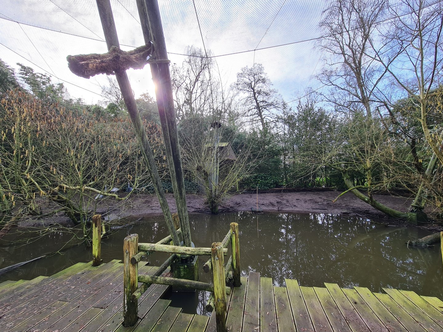 Asia - White-naped crane aviary in Asian swamp