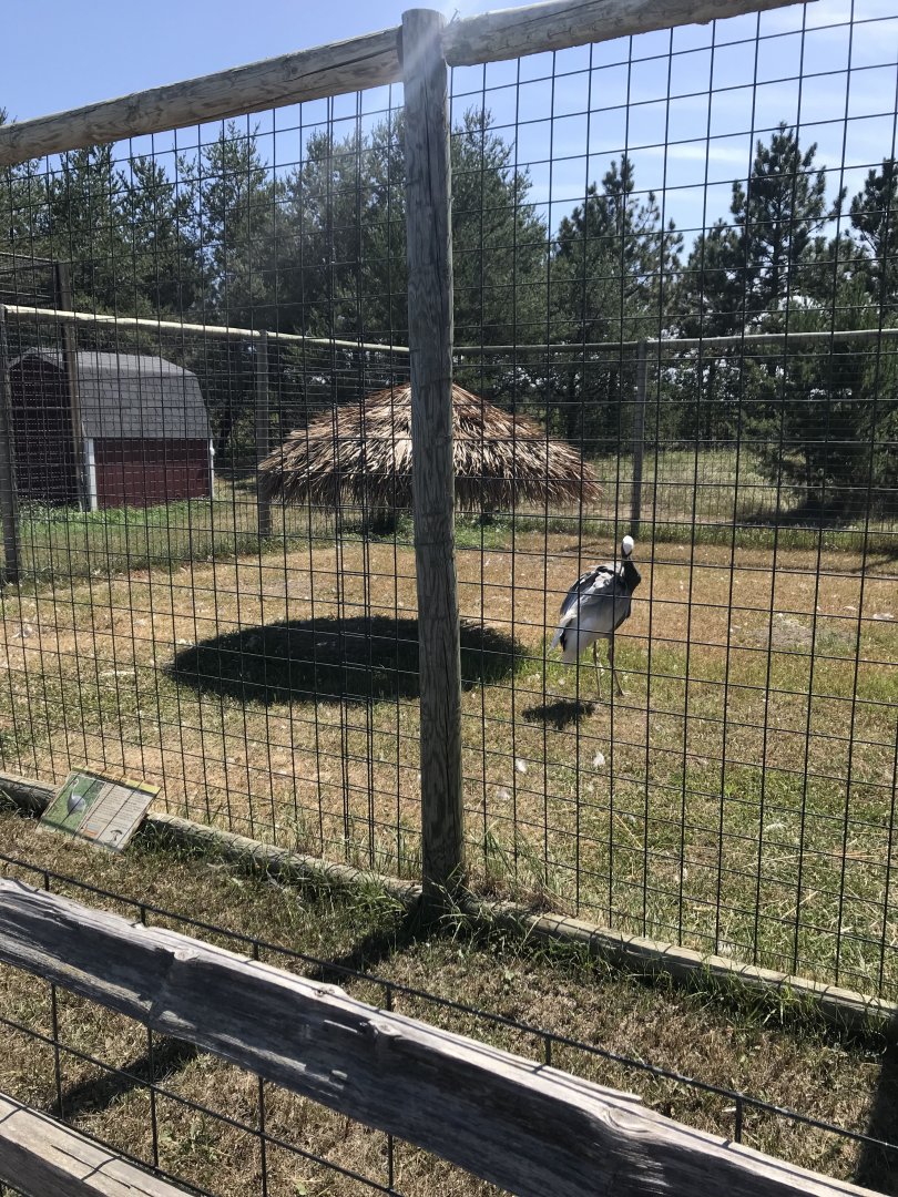 Asia- white-napped crane exhibit
