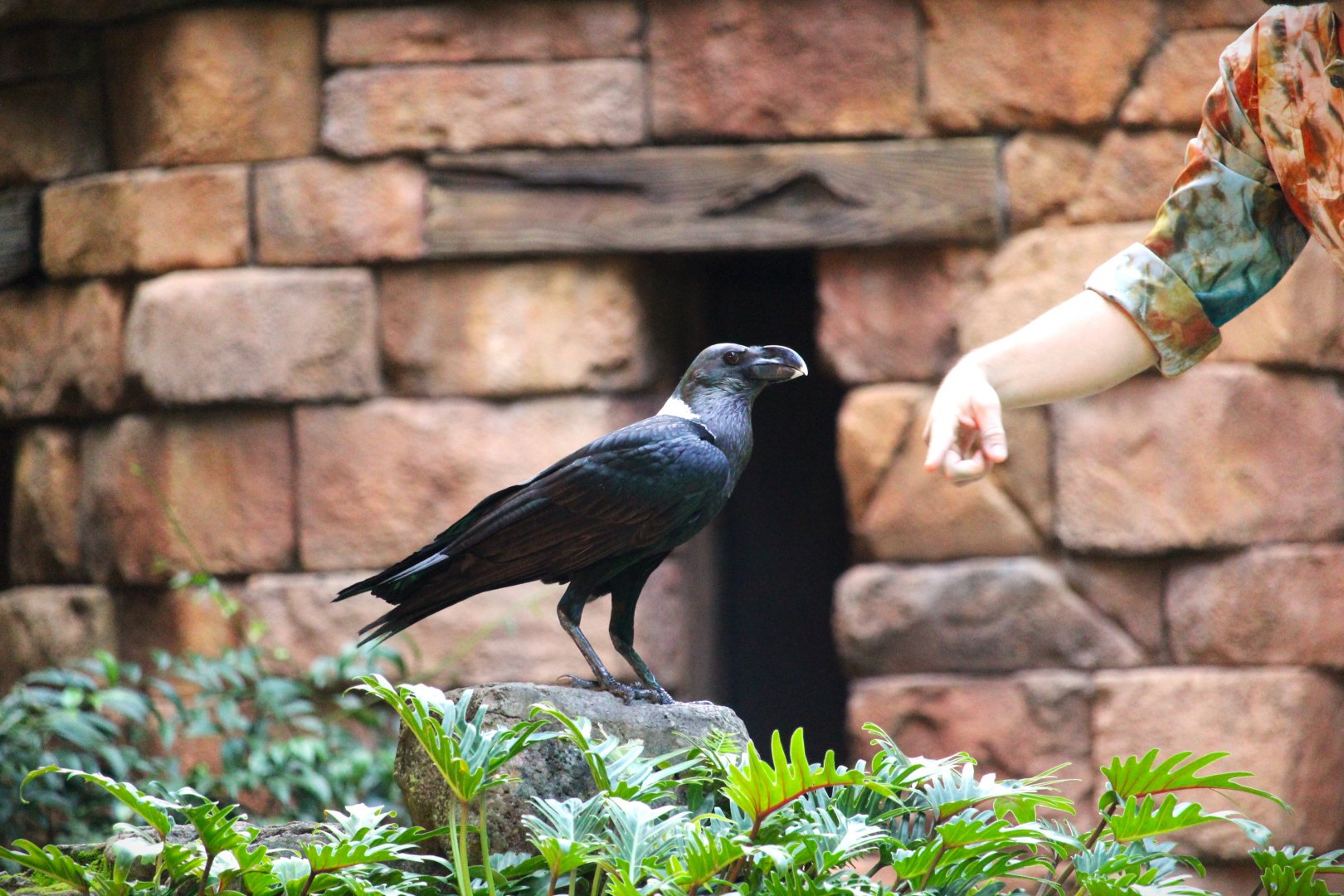 Asia - White-necked Raven