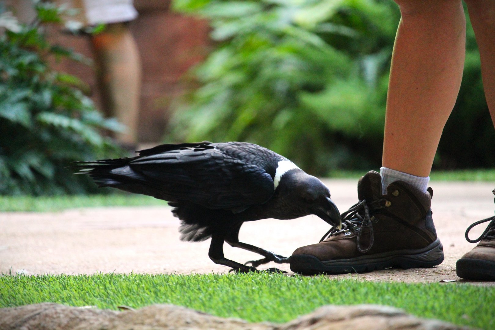 Asia - White-necked Raven